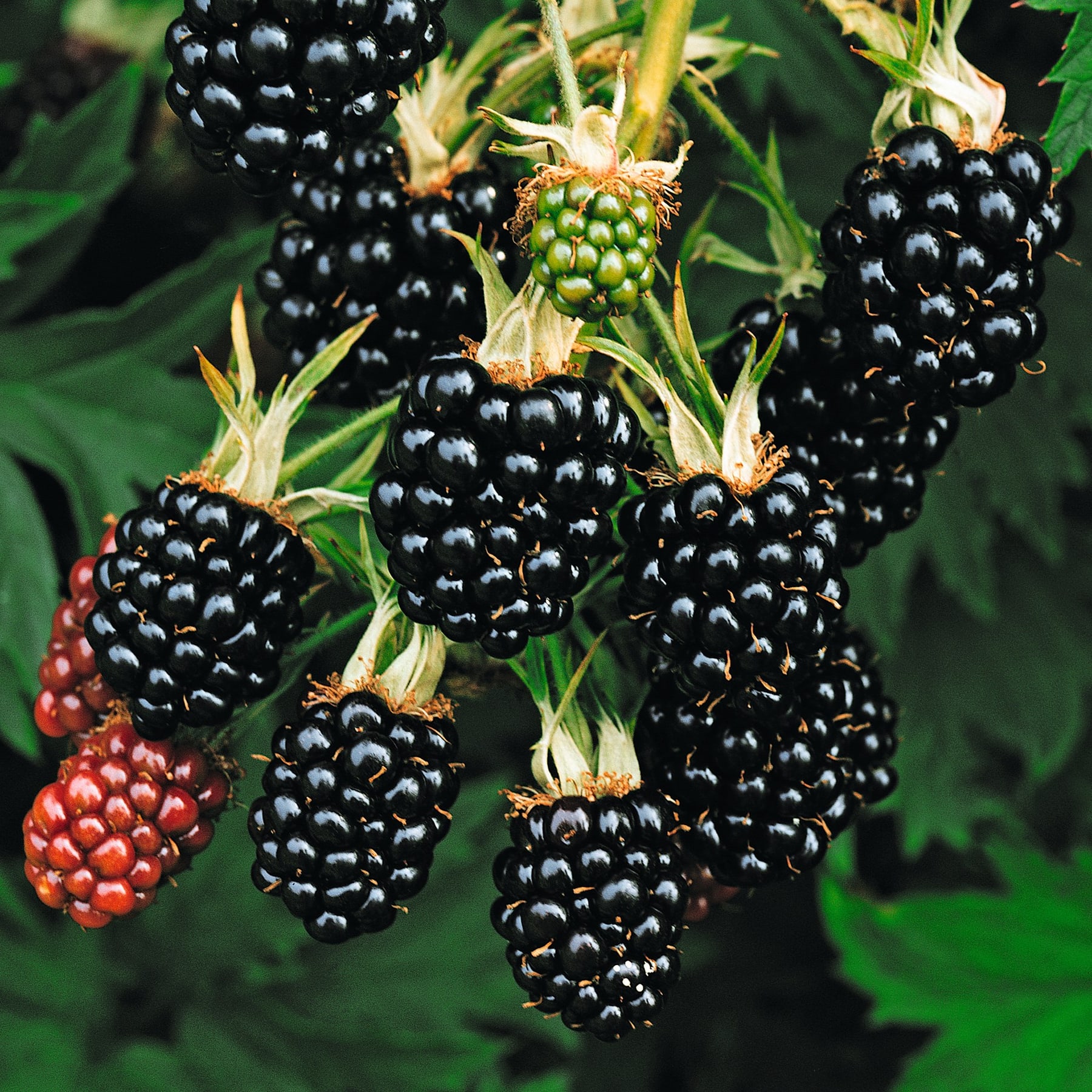 Üppige, dunkle Brombeeren hängen von den Zweigen, umgeben von leuchtend grünen Blättern vor einem unscharfen natürlichen Hintergrund.