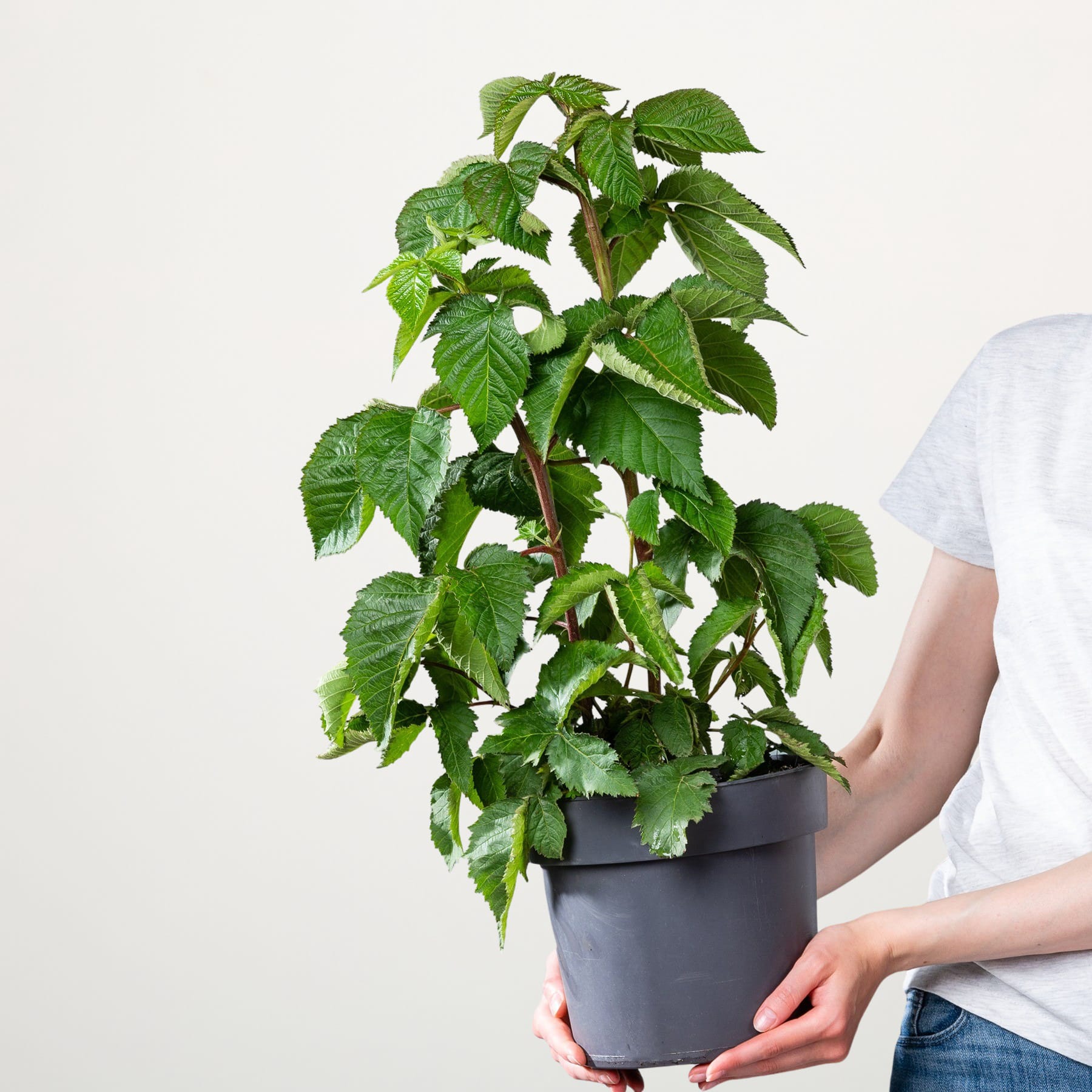 Eine Topfpflanze mit üppigen grünen Blättern wird von einer Person vor einem schlichten weißen Hintergrund in den Händen gehalten.