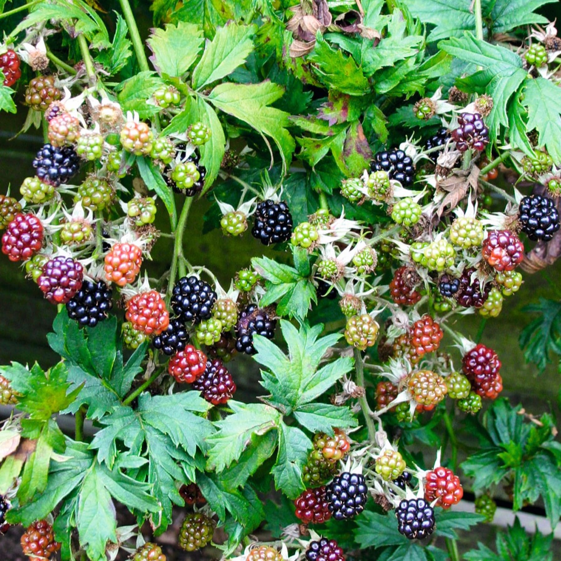 Eine üppige, grüne Szene voller Trauben reifer Brombeeren vor dem Hintergrund leuchtend grüner Blätter.