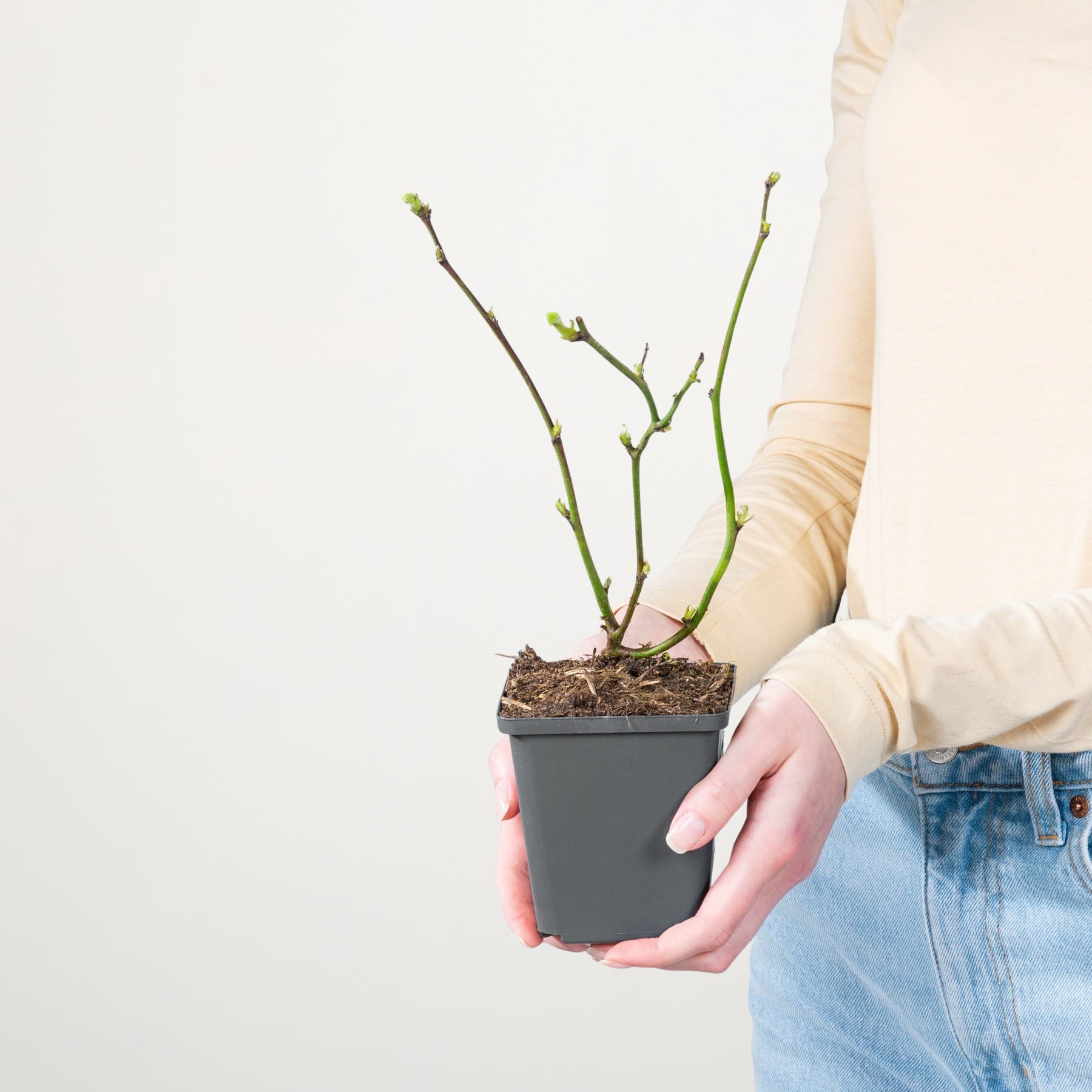 Die Hände einer Person halten eine kleine Topfpflanze mit grünen Stängeln und Knospen vor einem schlichten weißen Hintergrund.