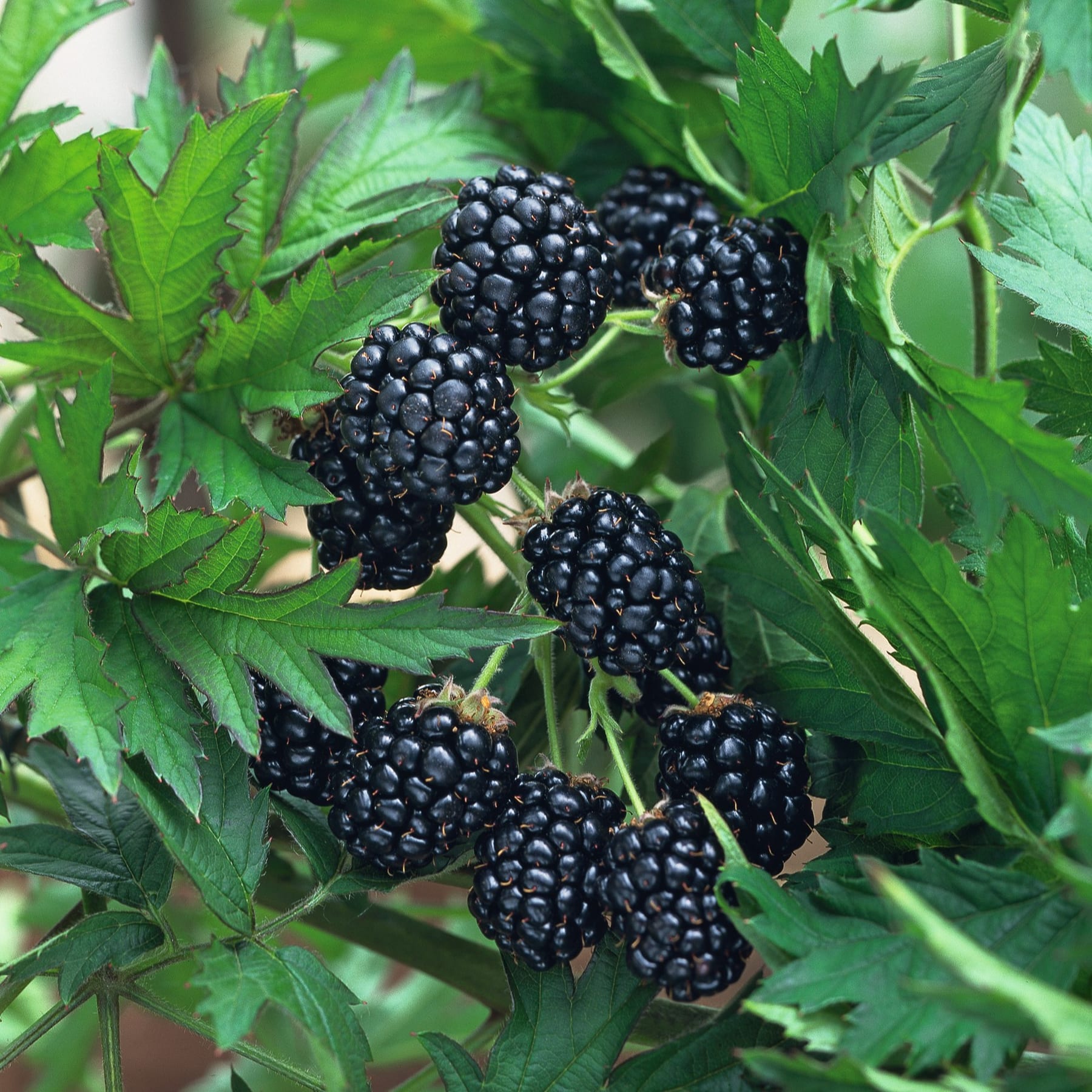 Trauben reifer, dunkler Brombeeren, eingebettet zwischen üppigen grünen Blättern und Laub.