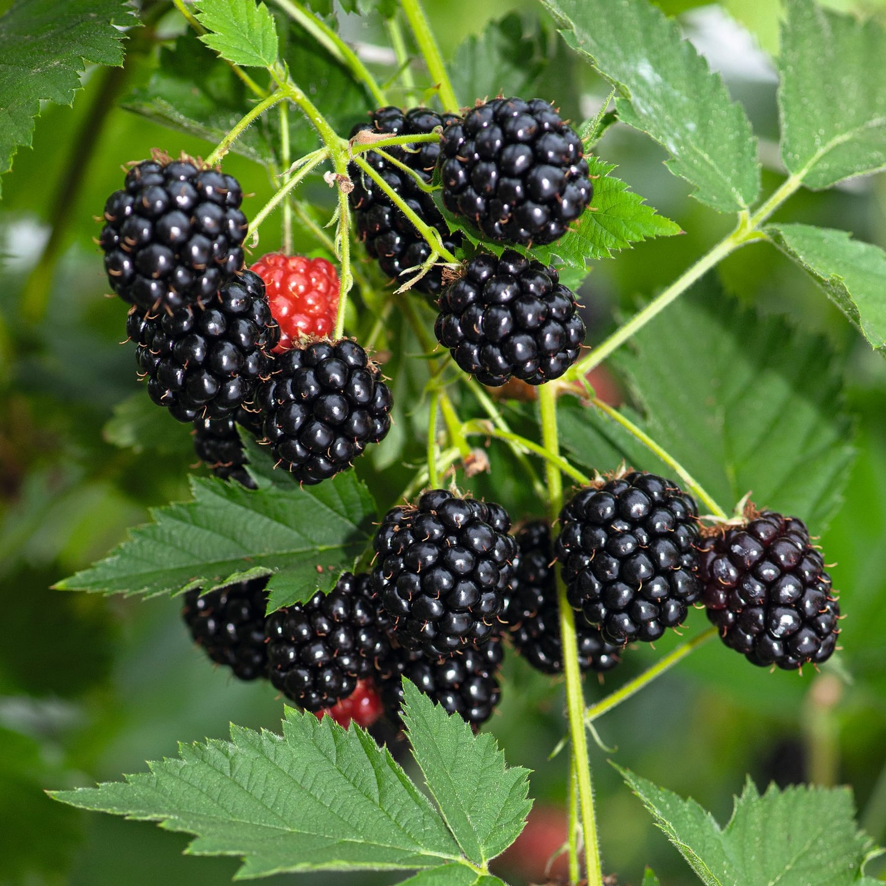 Saftig grüne Blätter umgeben Trauben reifer, dunkler Brombeeren, zwischen denen sich eine einzelne rote Beere befindet, und schaffen so eine lebendige und natürliche Szene.