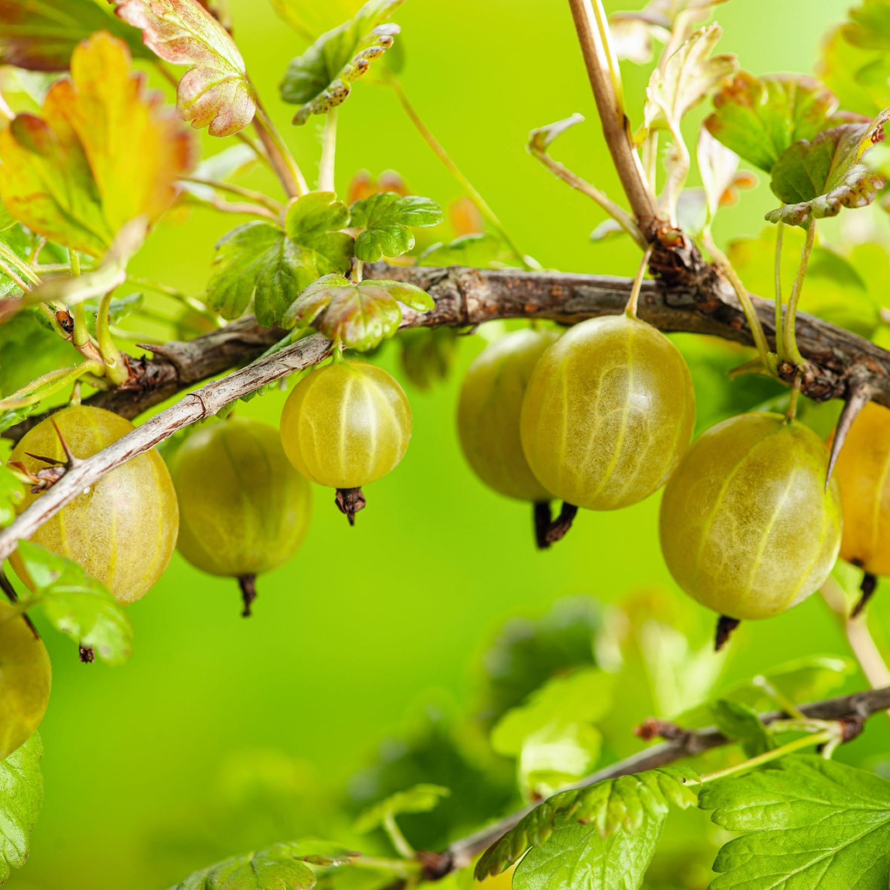 Vor einem lebendigen, grünen Hintergrund hängen Trauben durchscheinender, hellgelber Stachelbeeren von den Zweigen einer üppigen, grünen Pflanze.
