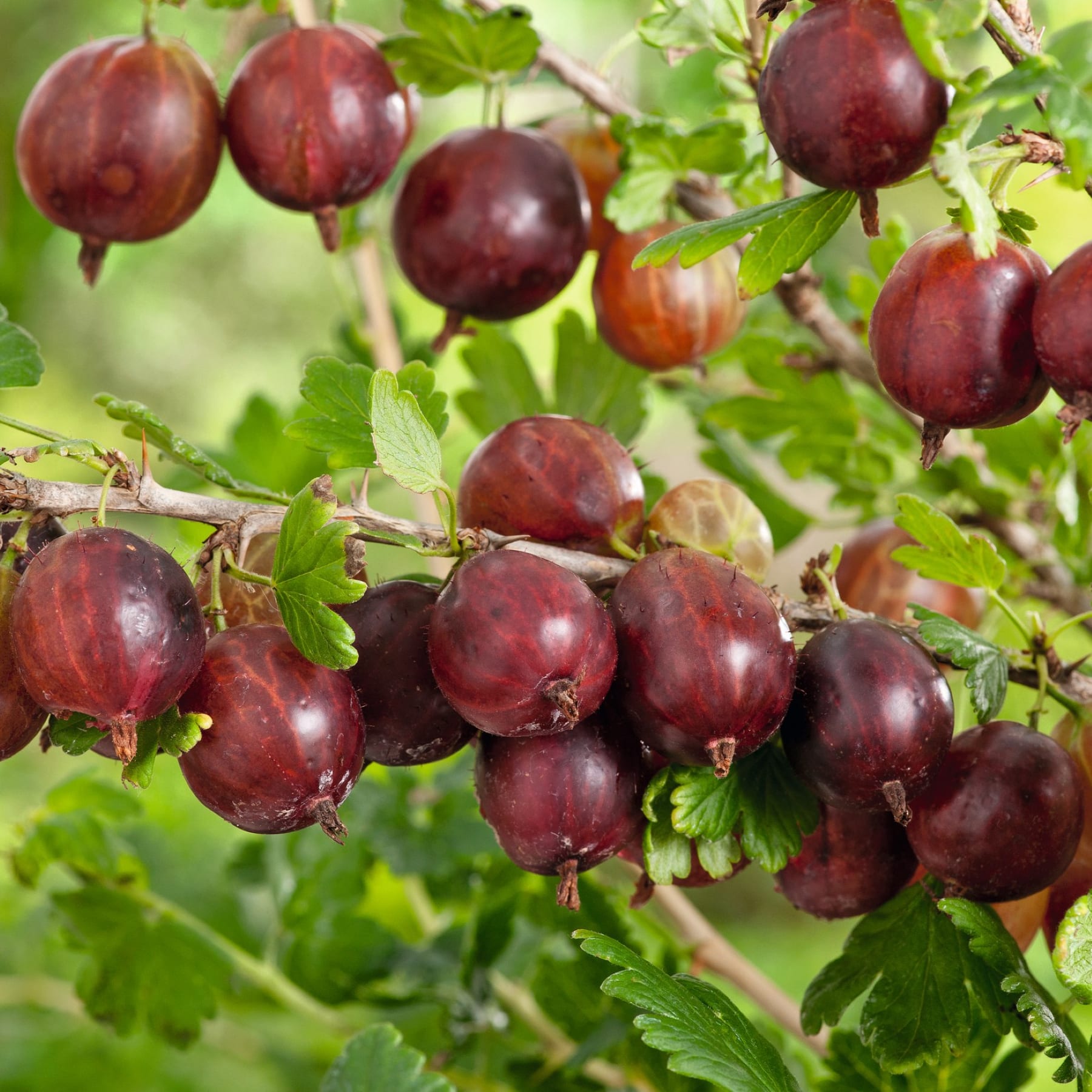 Reife, tiefrote Stachelbeeren hängen in Büscheln vom üppigen grünen Laub der Pflanze, vor einem unscharfen natürlichen Hintergrund.