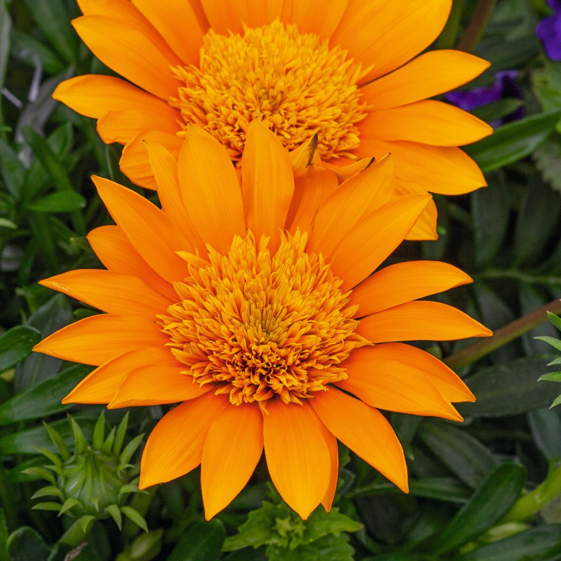 Leuchtend orangefarbene Blüten mit kunstvollen, dicht gepackten Blütenblättern heben sich von der üppigen grünen Blattkulisse ab.