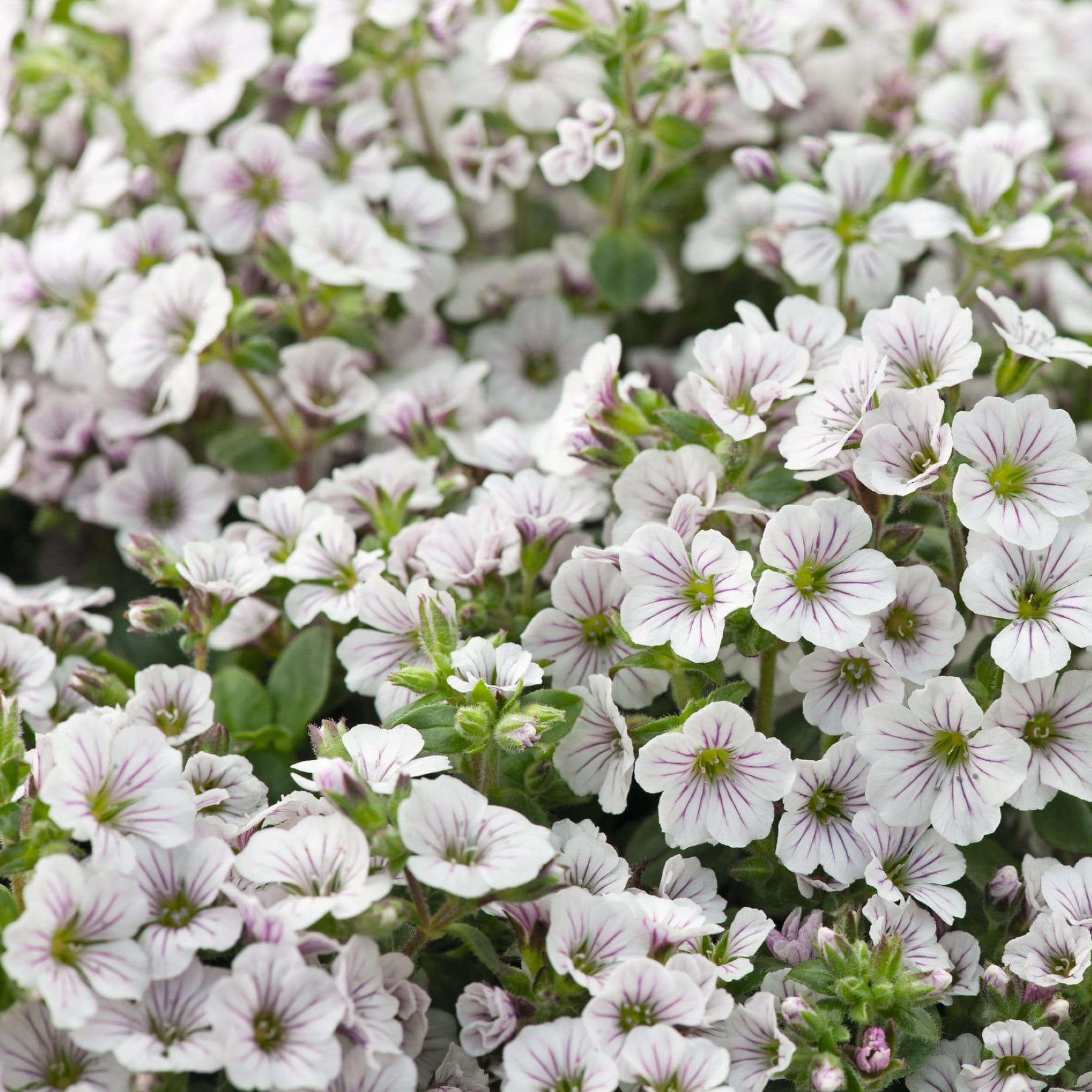 Ein üppiges, lebendiges Feld zarter weißer und lavendelfarbener Blüten, deren Blütenblätter sich sanft vor dem Hintergrund grüner Blätter entfalten.