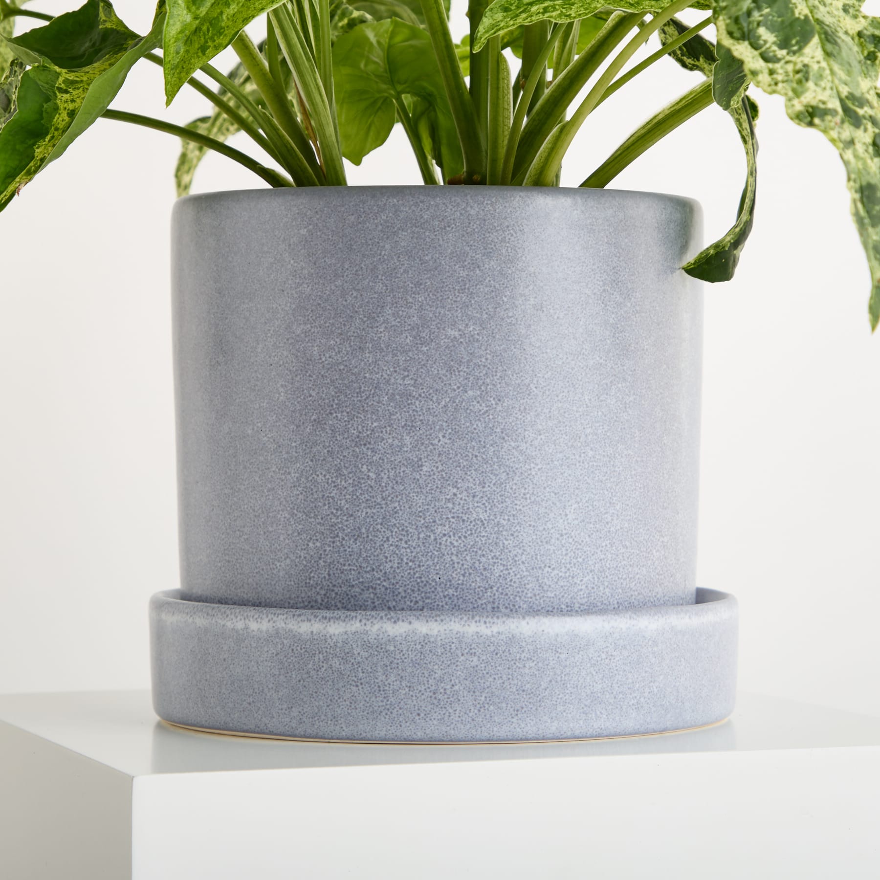 Ein grauer Keramiktopf mit einer darin wachsenden Pflanze, platziert auf einer weißen Oberfläche.