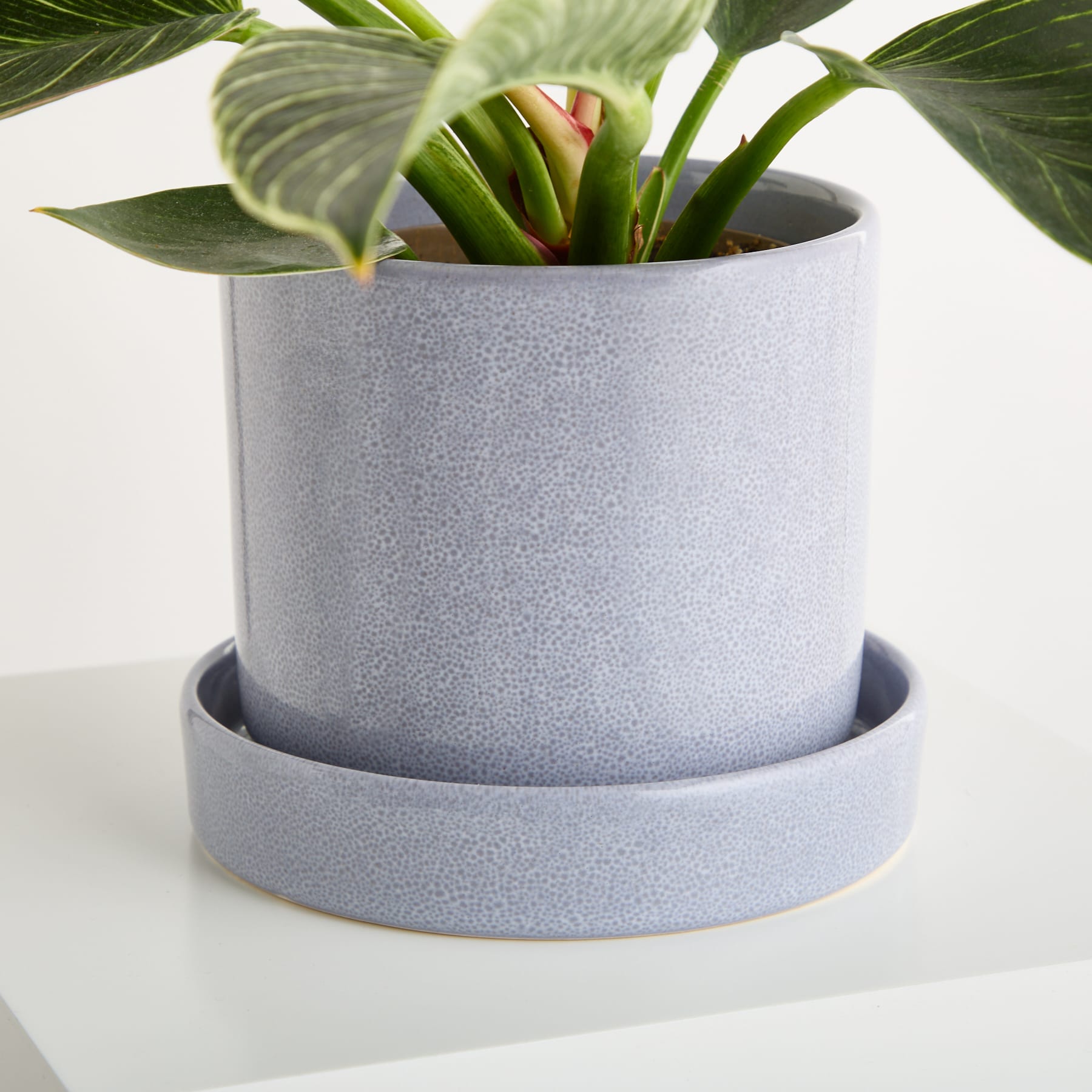 Eine Topfpflanze mit großen grünen Blättern steht auf einer weißen Oberfläche, umgeben von einem grauen Keramiktopf und Untersetzer.