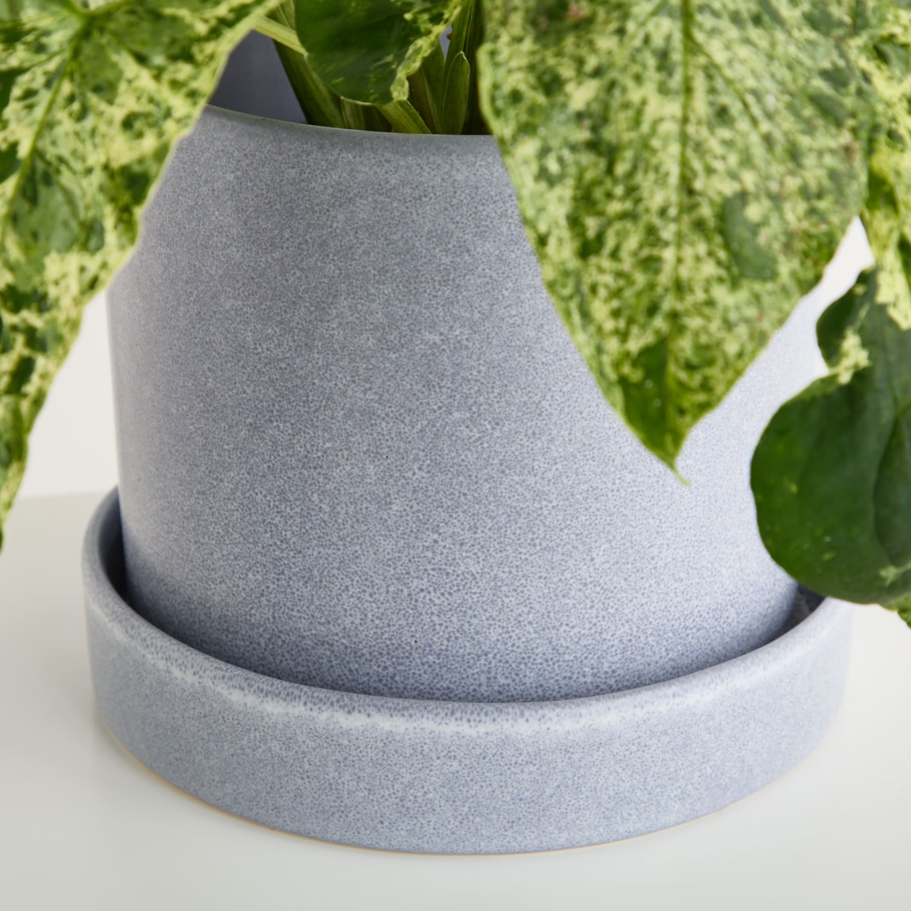 Ein graues, konisches Objekt sitzt auf einer weißen Oberfläche, umgeben von üppigem grünem Laub im Hintergrund.