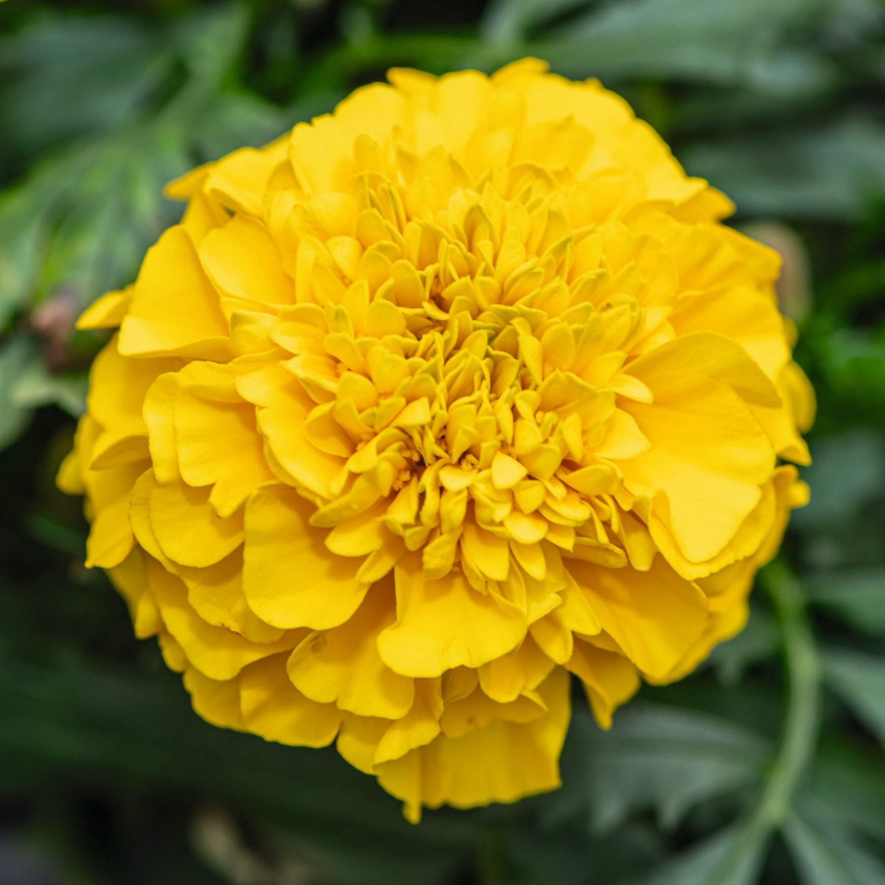 Eine leuchtend gelbe Ringelblume in voller Blüte hebt sich vom üppigen grünen Laub im Hintergrund ab.