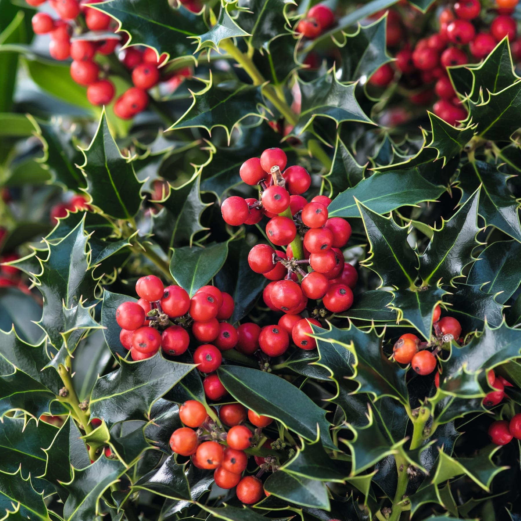 Das Bild zeigt eine Nahaufnahme einer Stechpalme mit leuchtend roten Beeren, die zwischen den glänzend grünen Blättern mit scharfen Spitzen eingebettet sind.