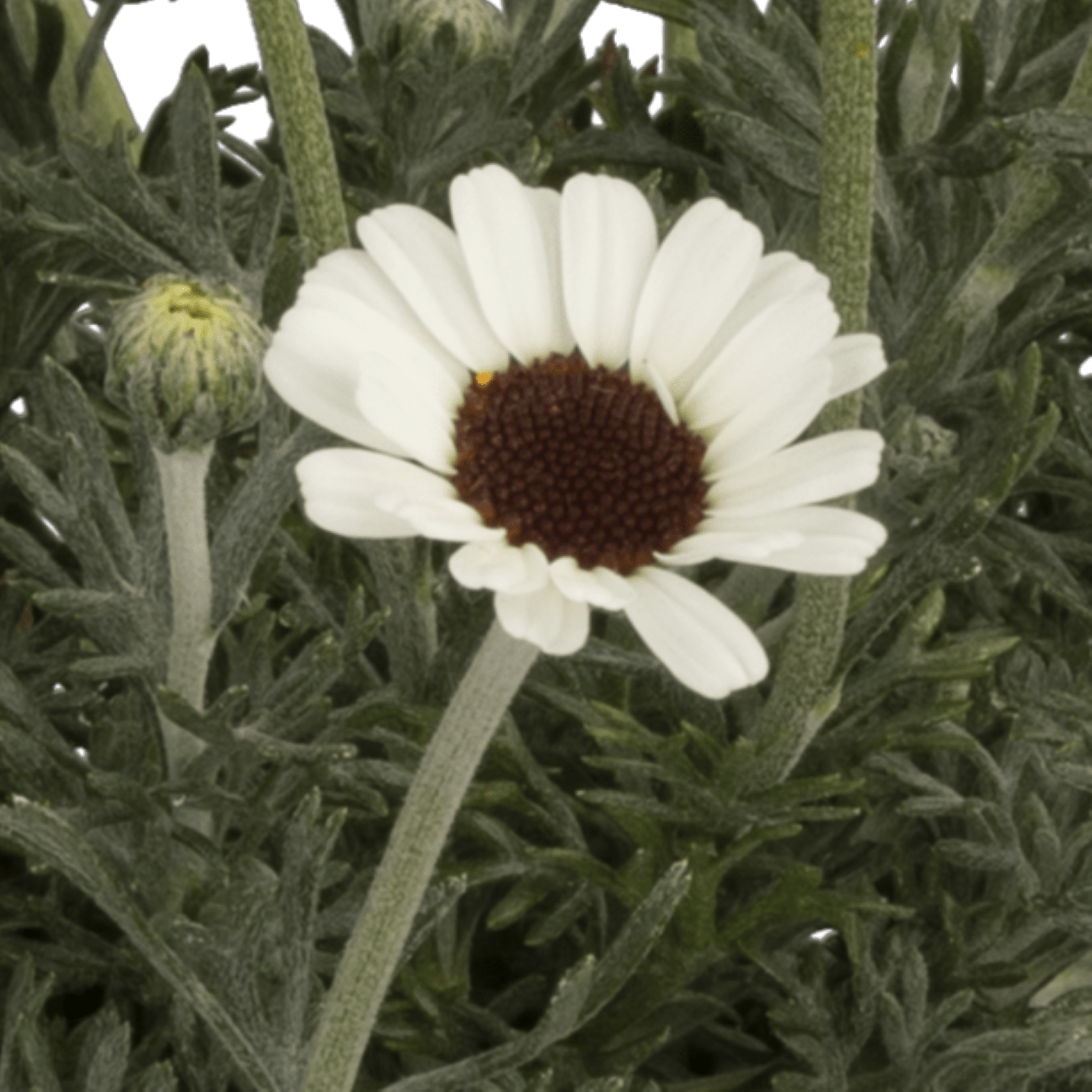 Eine leuchtend weiße, gänseblümchenartige Blume mit brauner Mitte erhebt sich vor einem üppigen grünen Laubhintergrund.
