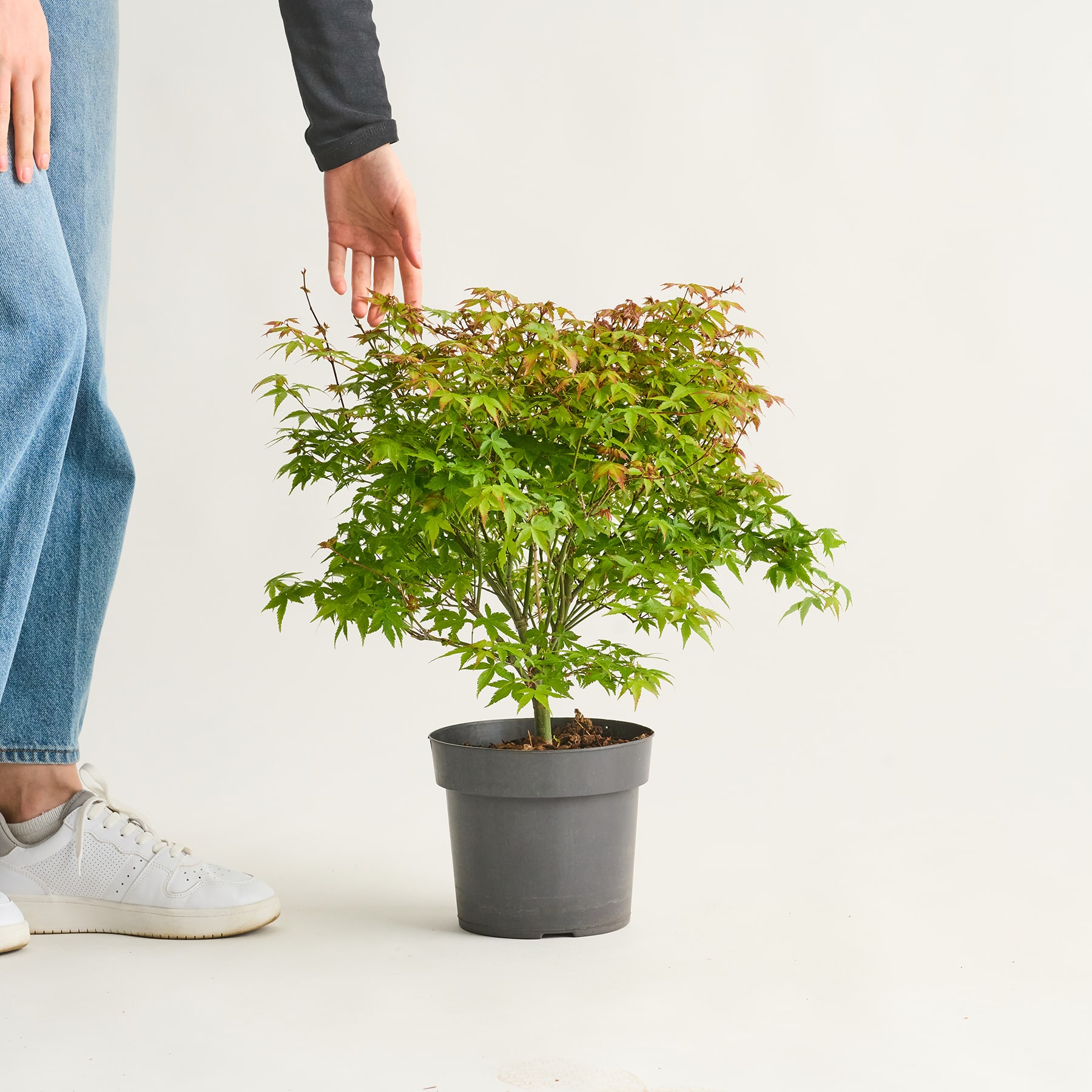 Auf dem Boden steht ein Ahornbaum im Topf mit üppigen grünen Blättern, im Hintergrund sind die Beine und Füße einer Person zu sehen.