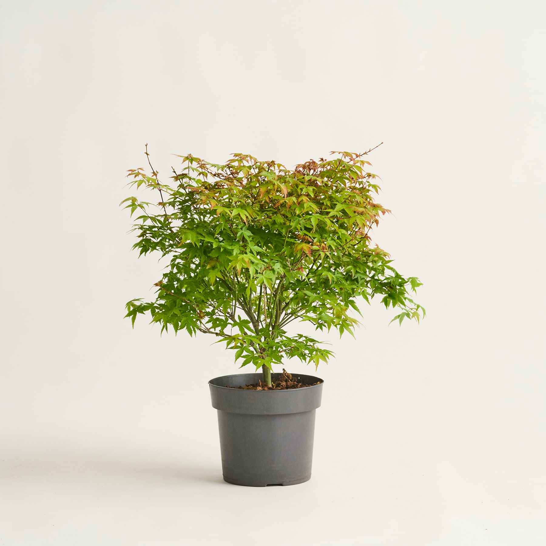 Vor einem schlichten weißen Hintergrund steht ein kleiner Ahornbaum im Topf mit leuchtend grünen Blättern.