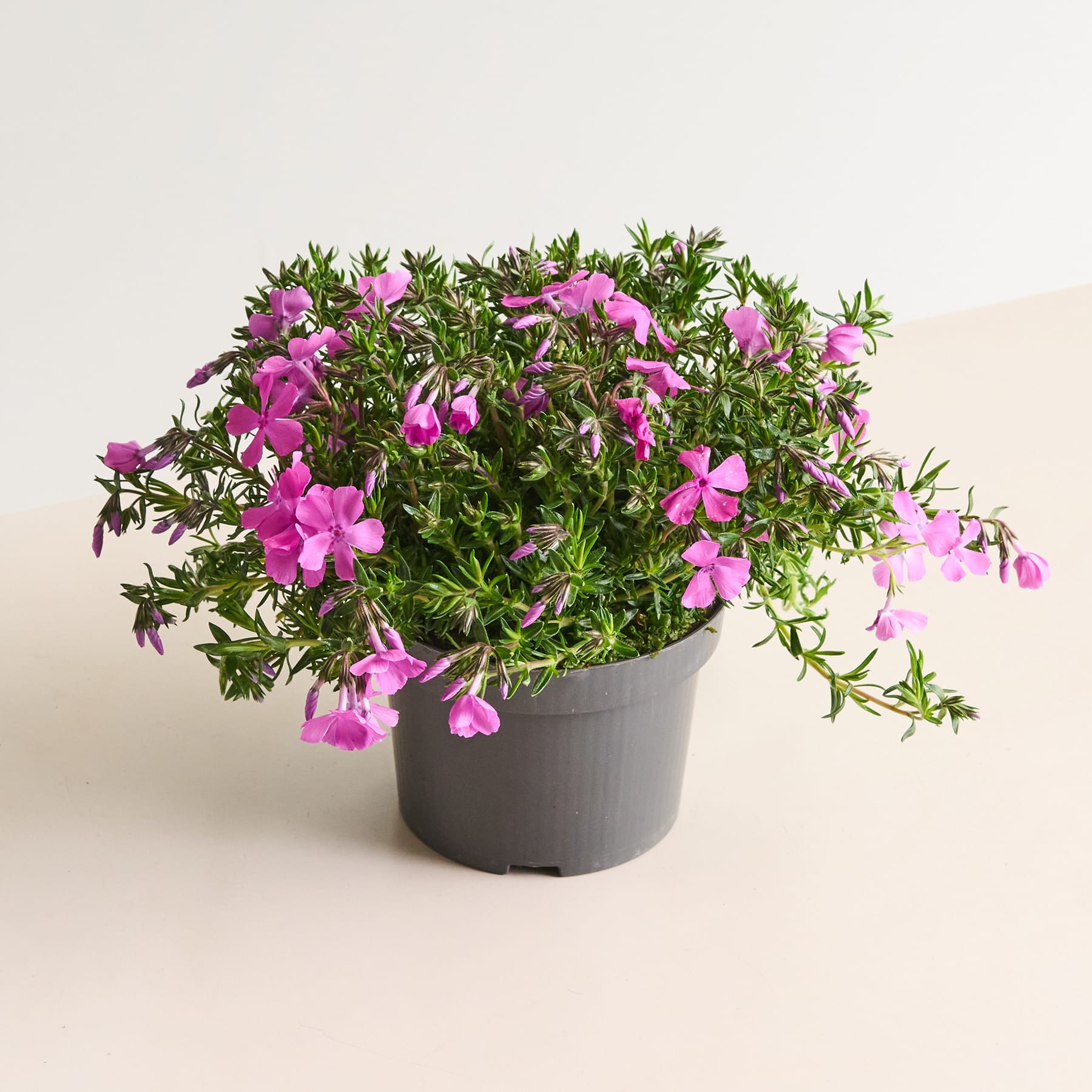 Eine Topfpflanze mit leuchtend rosa Blüten und üppigem grünen Laub steht auf einer hellen Oberfläche vor einem schlichten Hintergrund.
