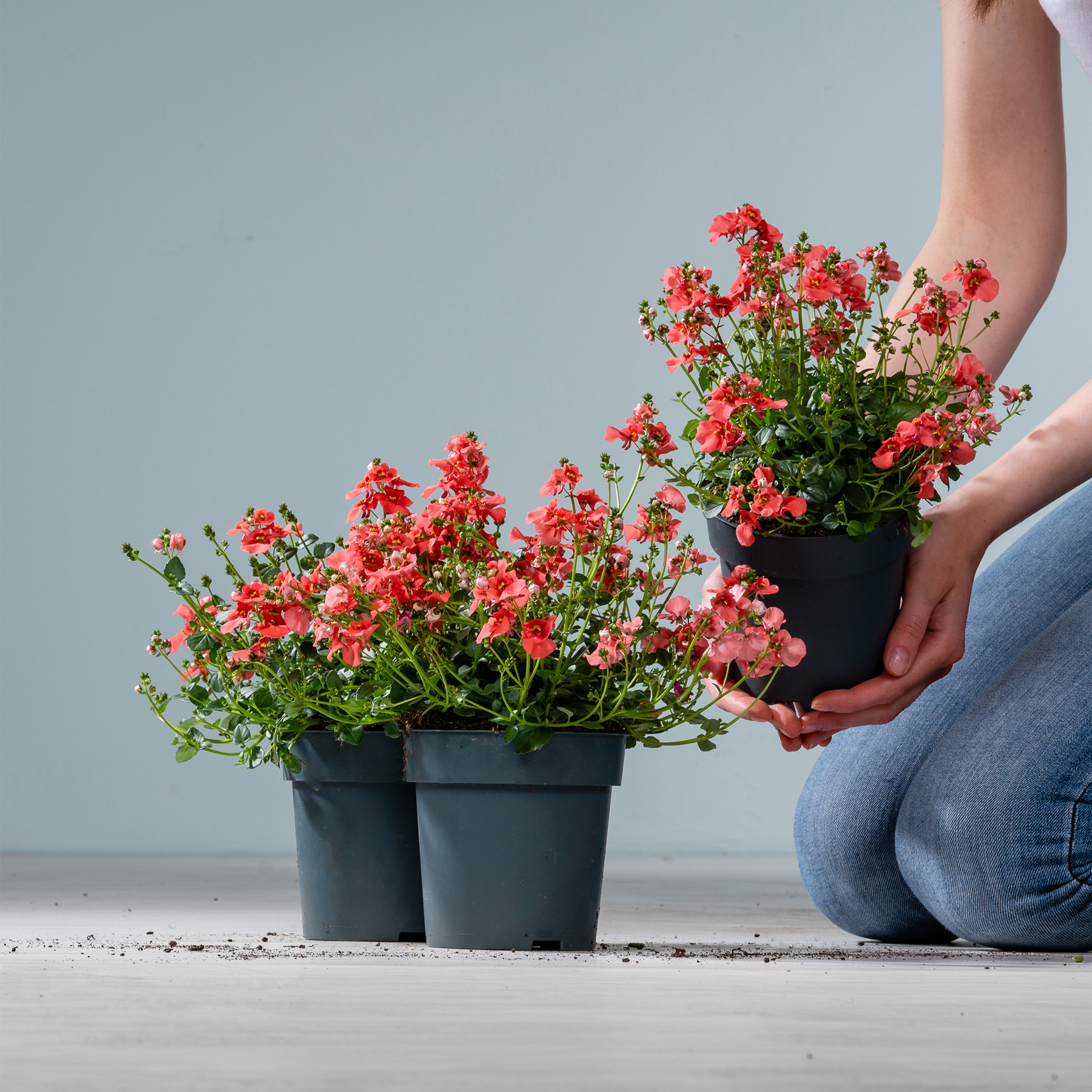 Die Hände einer Person halten eine Topfpflanze mit leuchtend roten Blüten vor einem schlichten Hintergrund.