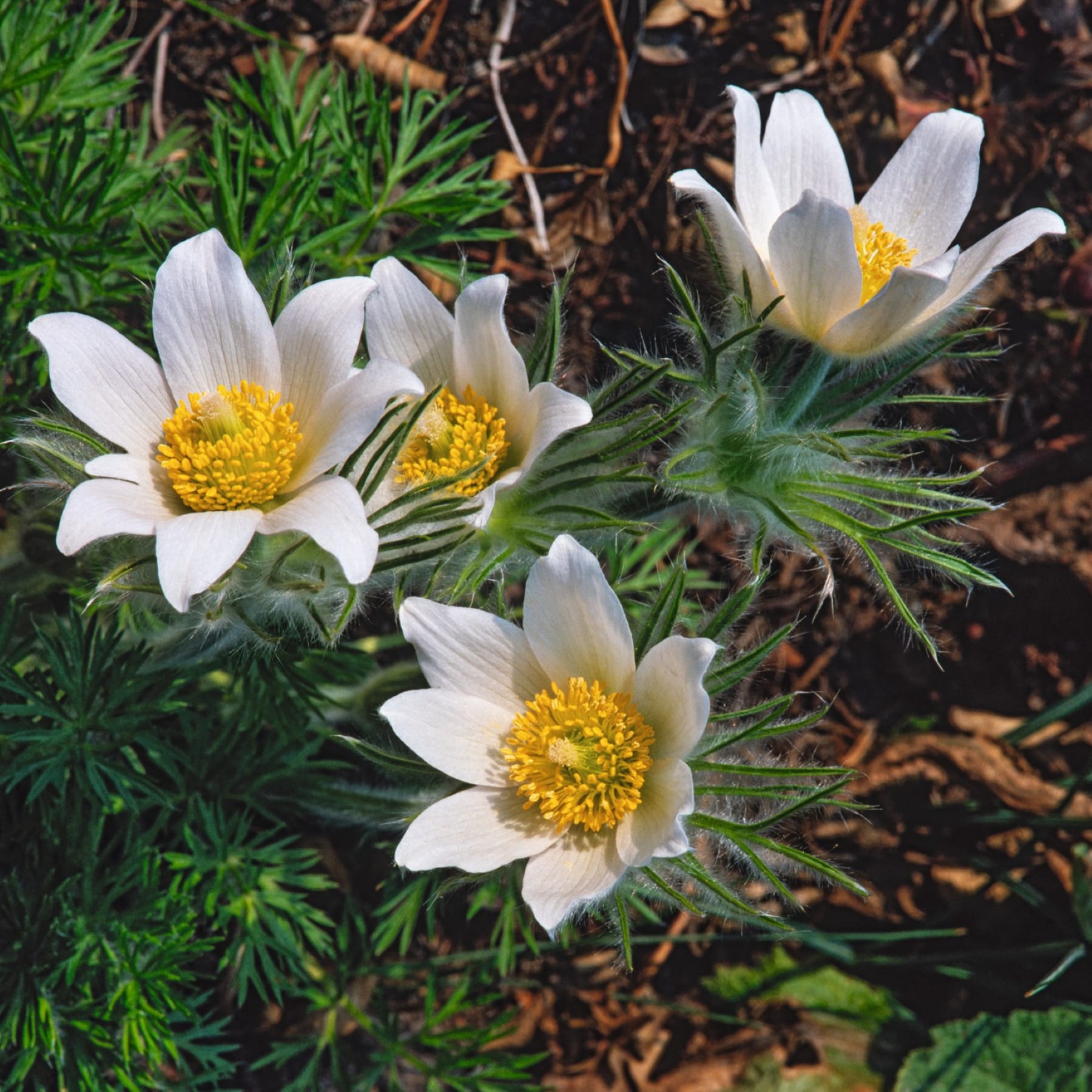 Zarte weiße Anemonenblüten mit leuchtend gelber Mitte blühen inmitten üppiger grüner Blätter und abgefallener Blätter auf dem Waldboden.