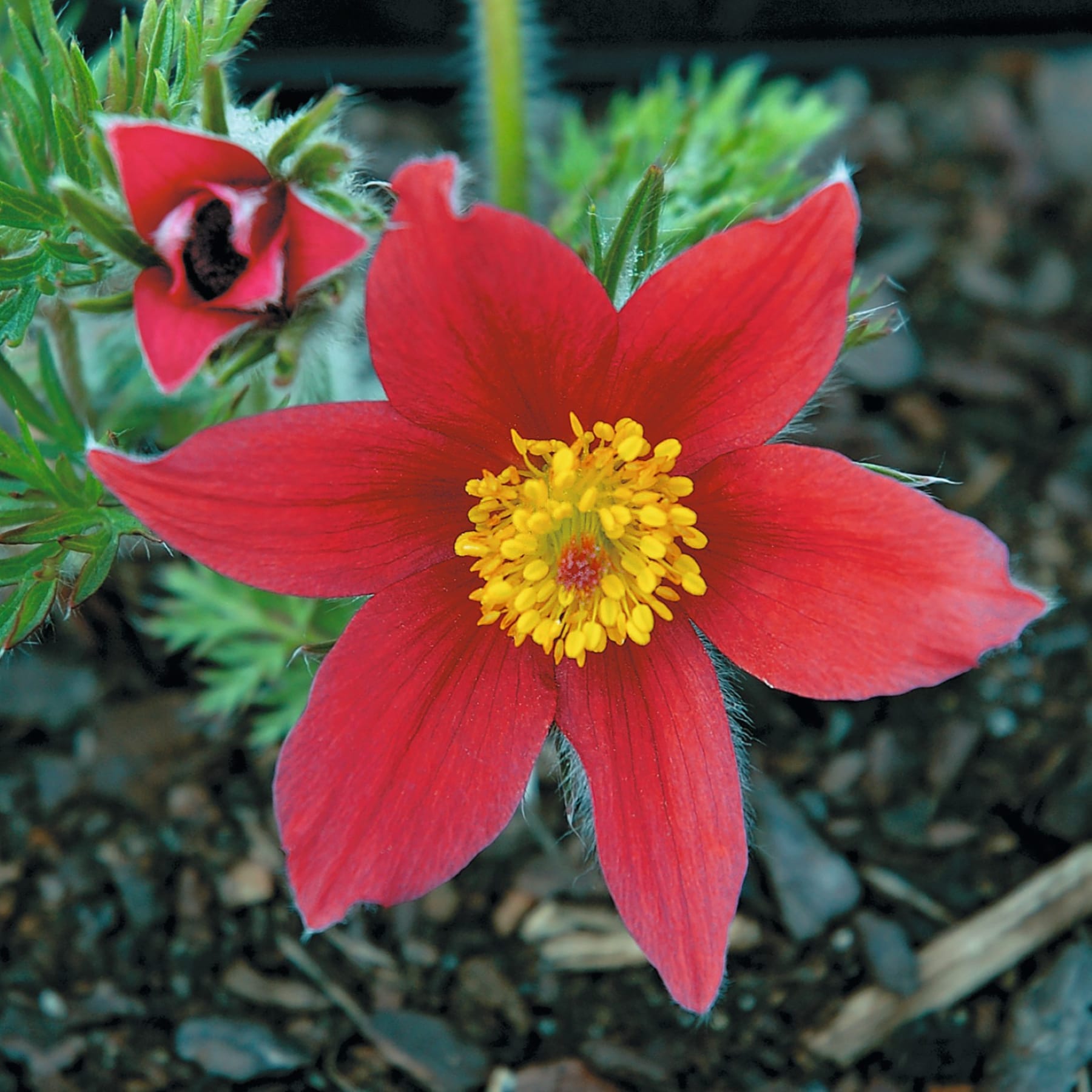 Eine leuchtend rote Blume mit gelber Mitte steht prominent im Vordergrund, umgeben von üppigem grünem Laub im Hintergrund.