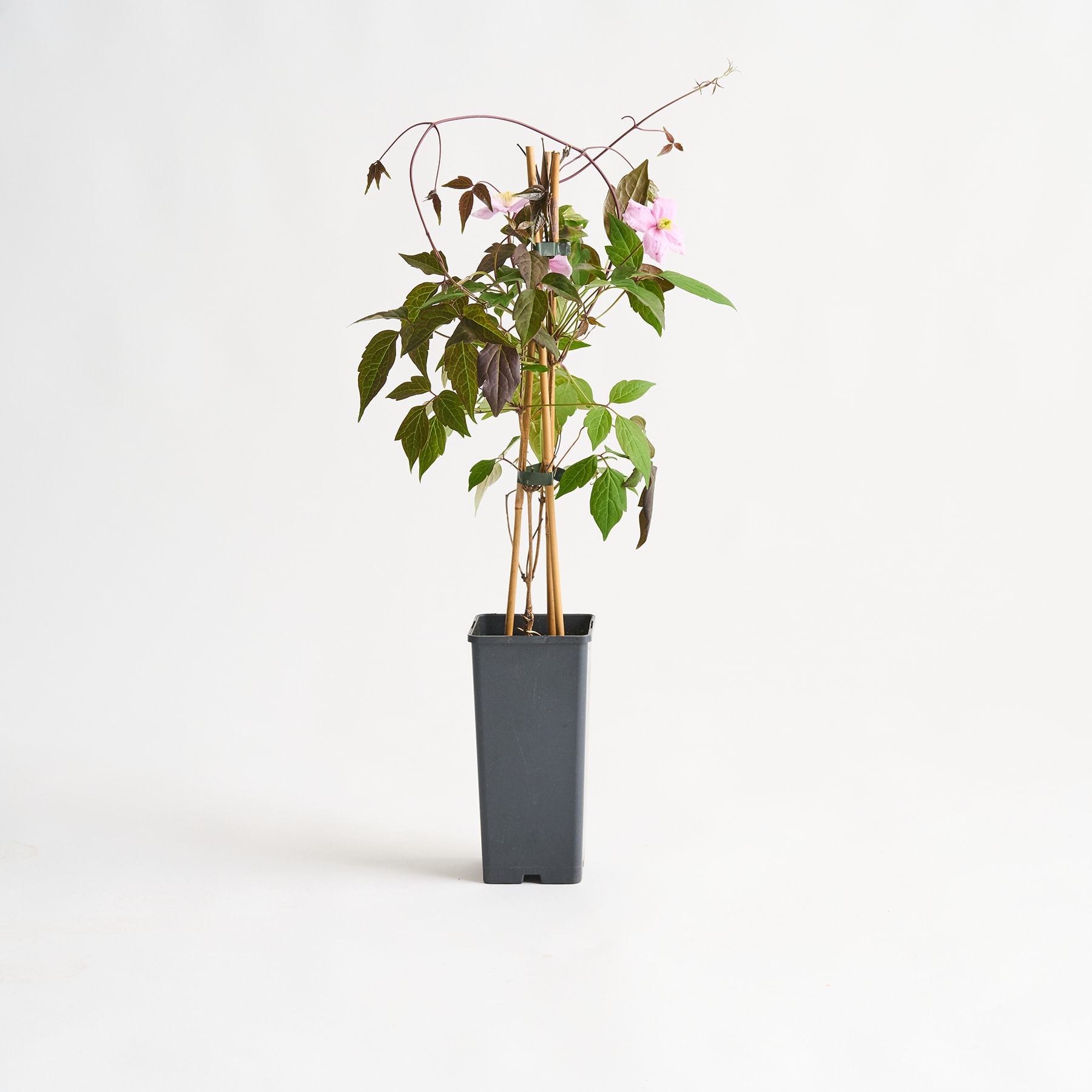Eine Topfpflanze mit grünen Blättern und rosa Blüten steht auf einem schlichten weißen Hintergrund.