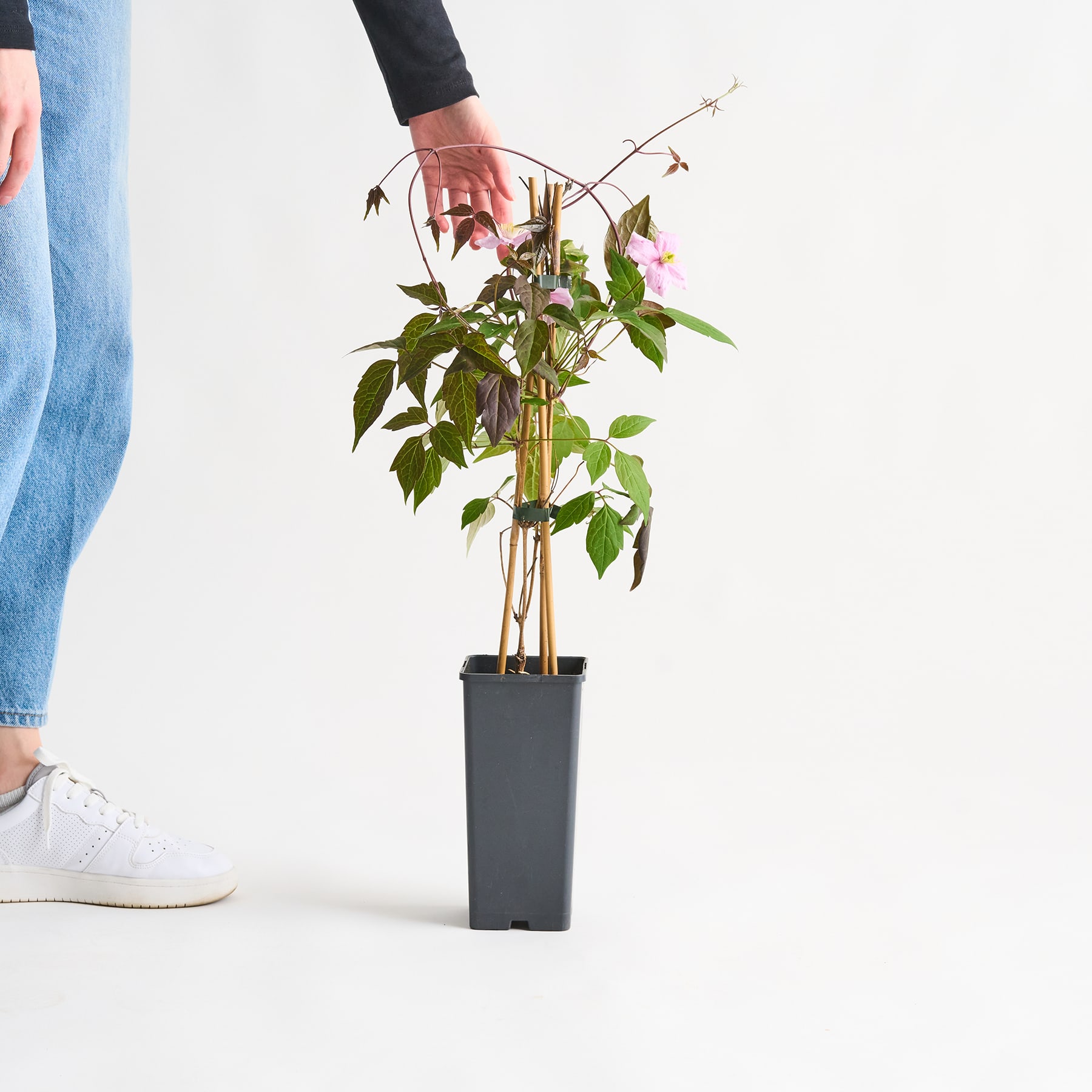 Die Hände einer Person halten eine Topfpflanze mit grünen Blättern und kleinen violetten Blüten vor einem schlichten weißen Hintergrund.