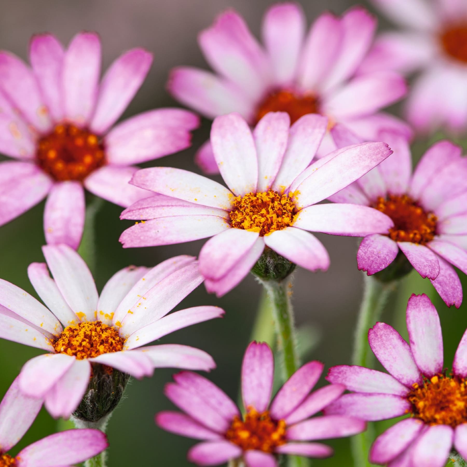 Leuchtend rosa und weiße, gänseblümchenartige Blüten mit leuchtend orangefarbener Mitte blühen vor einem verschwommenen grünen Hintergrund.