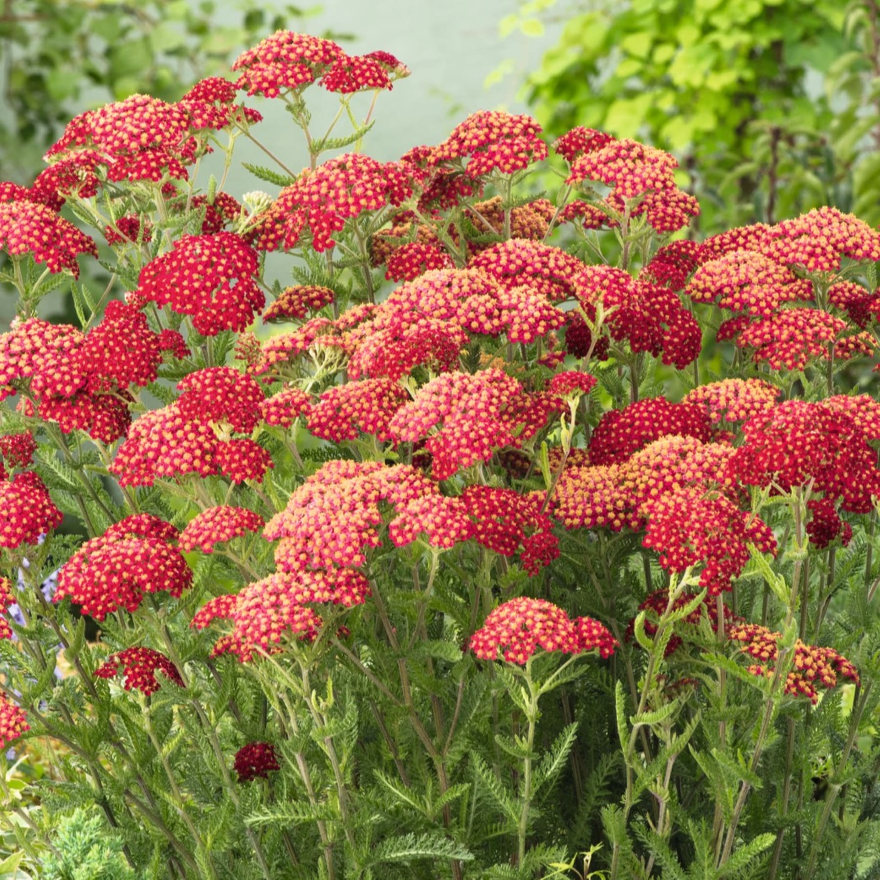 Das Bild zeigt eine leuchtende Pracht roter und rosafarbener Blumen, die inmitten üppiger grüner Blätter blühen und eine optisch beeindruckende und natürliche Szene schaffen.