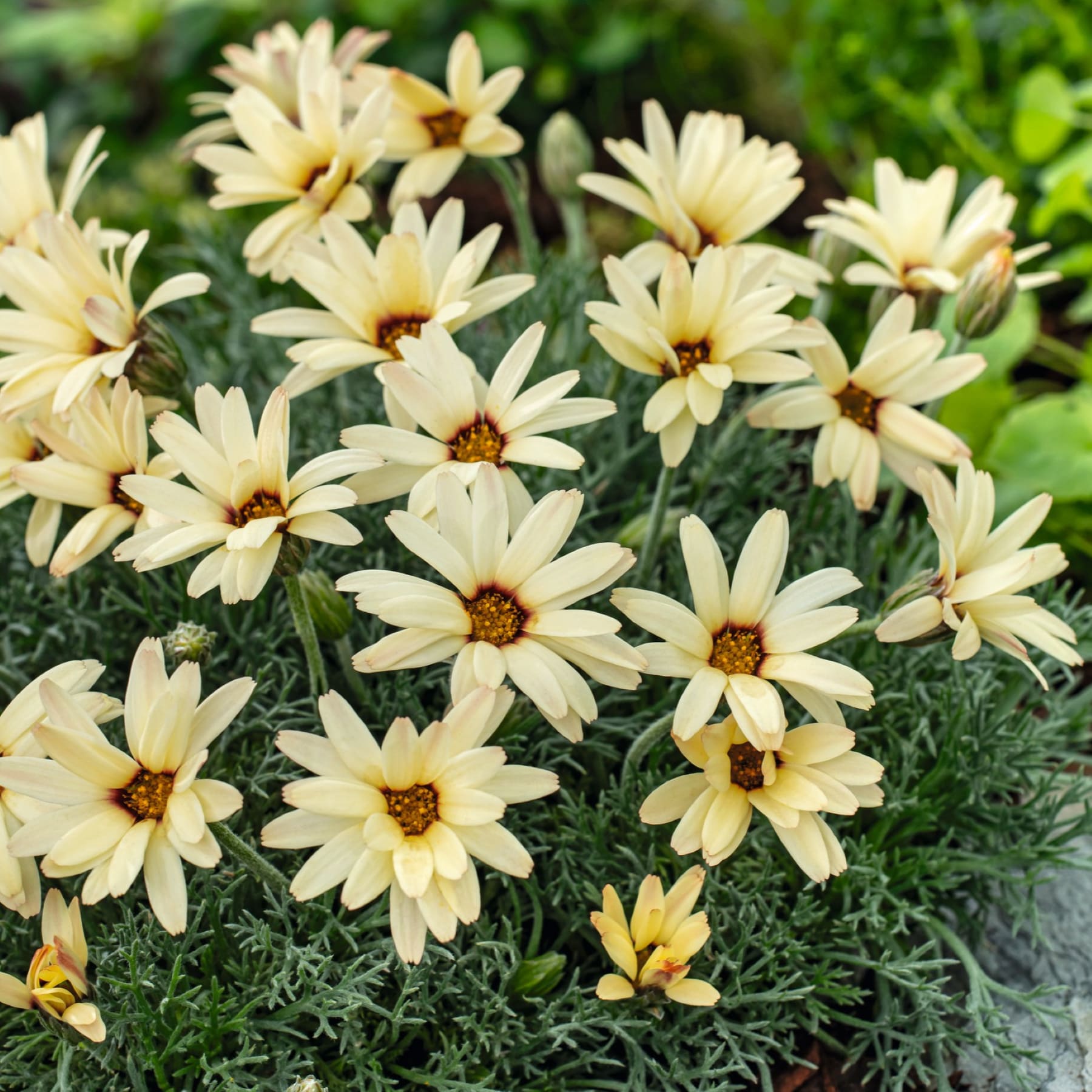 Ein üppiger, grüner Garten voller leuchtender, blassgelber, gänseblümchenartiger Blumen im Vordergrund, die eine heitere und malerische Szene schaffen.
