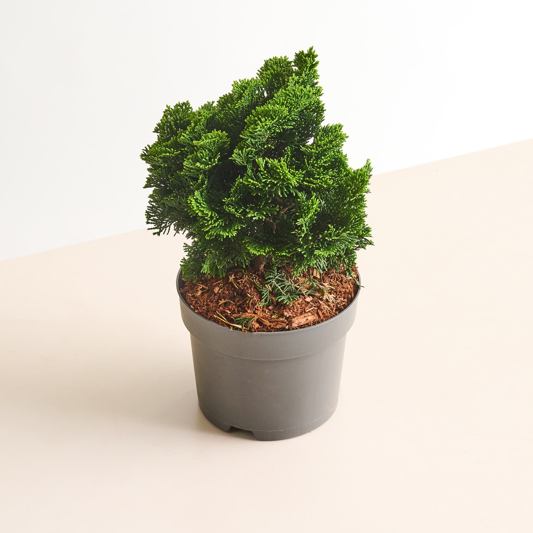 Ein Bonsai-Baum im Topf mit üppigem, grünem Laub steht auf einer schlichten, hellen Oberfläche.