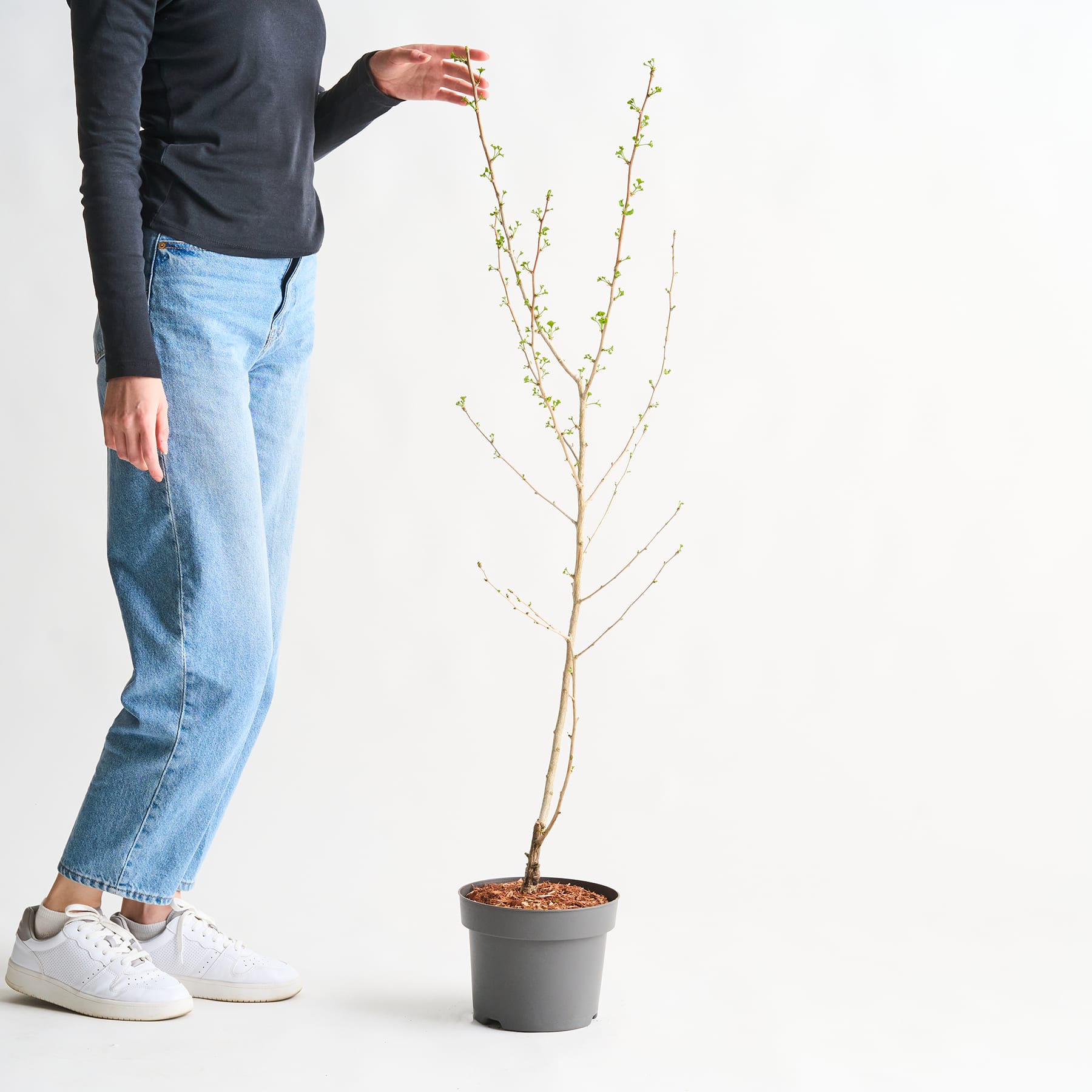 Eine Person in Freizeitkleidung steht neben einer Topfpflanze mit zarten weißen Blüten.
