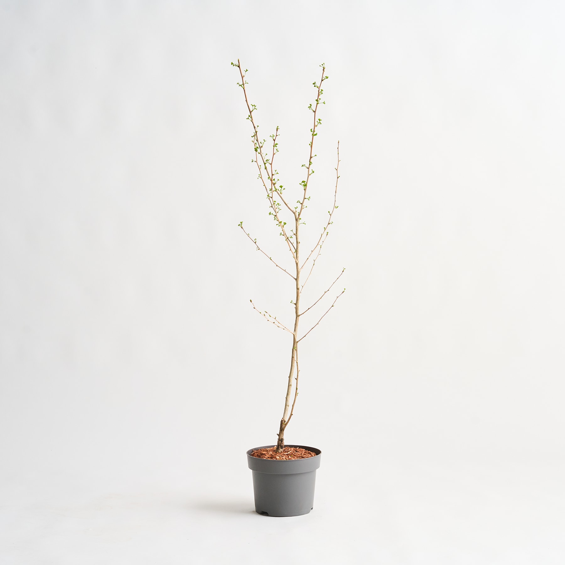 Ein kleiner Baum mit kahlen Ästen steht in einem einfachen grauen Topf vor einem schlichten weißen Hintergrund.
