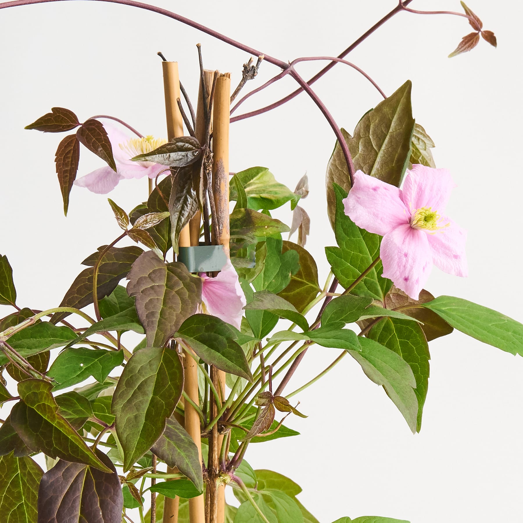 Das Bild zeigt ein üppiges, lebendiges Arrangement aus grünen Blättern, rosa Blüten und Holzstäben vor einem schlichten weißen Hintergrund.