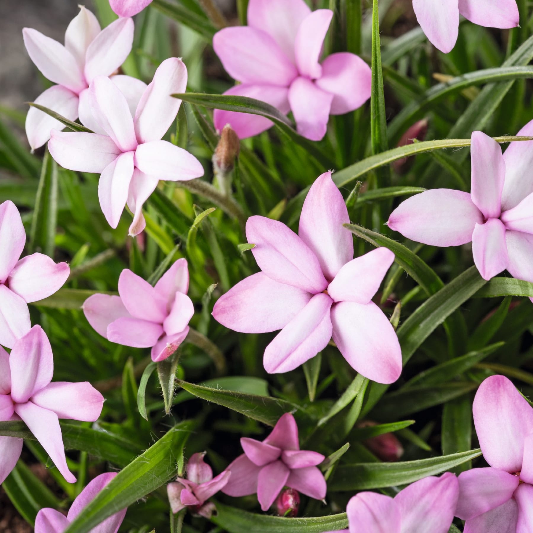 Ein üppiger, grüner Garten voller zarter Blumen mit rosa Blütenblättern, deren leuchtende Farben einen schönen Kontrast zu dem üppigen, grünen Laub bilden, das sie umgibt.