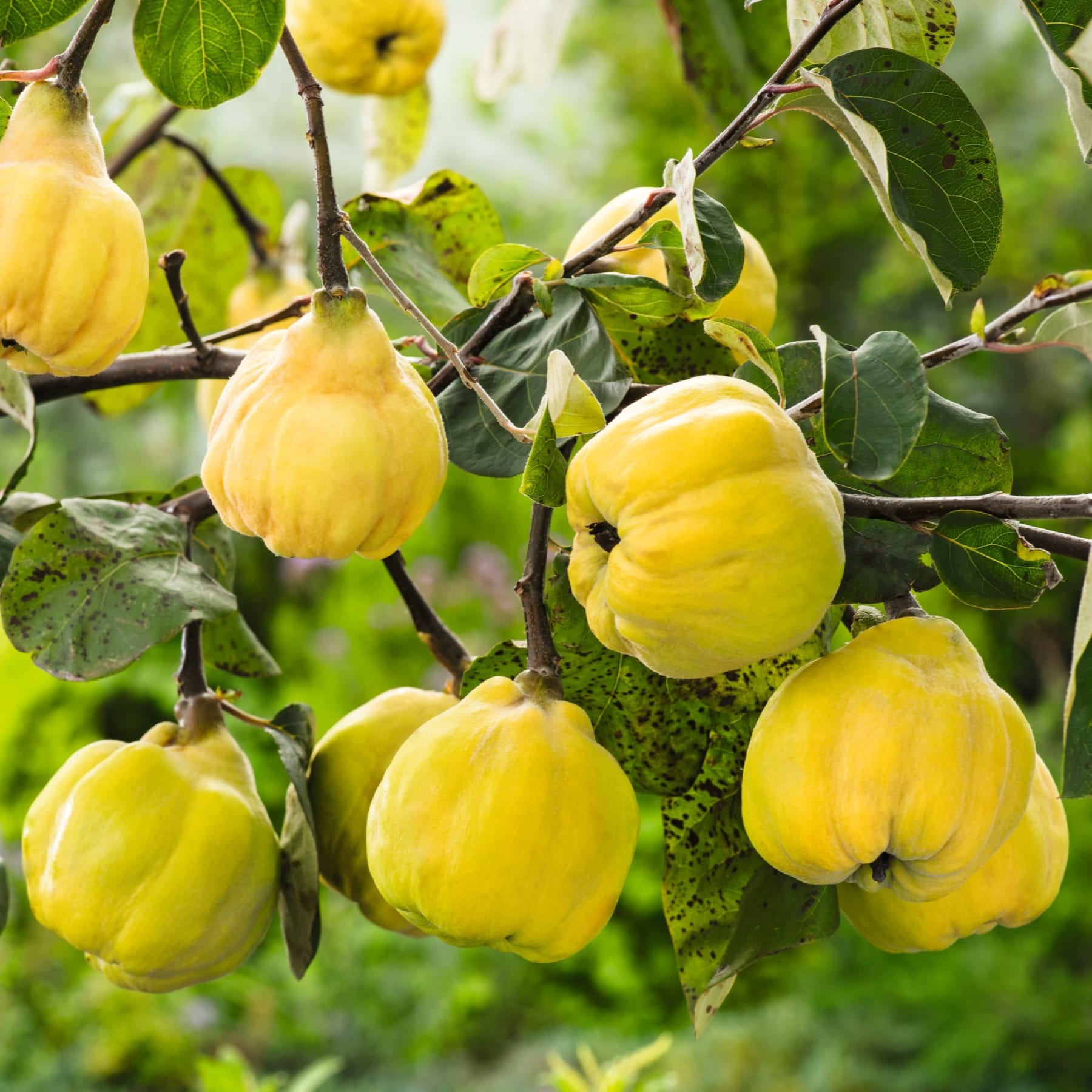 Das Bild zeigt mehrere reife, gelbe Quittenfrüchte, die von den Zweigen eines Baumes hängen, umgeben von üppigem grünem Laub.