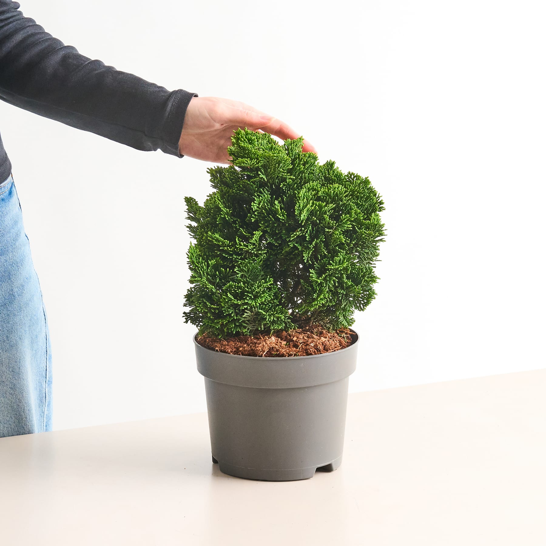 Eine Hand berührt sanft eine üppige, grüne Pflanze in einem Topf auf einem Tisch vor einem schlichten weißen Hintergrund.