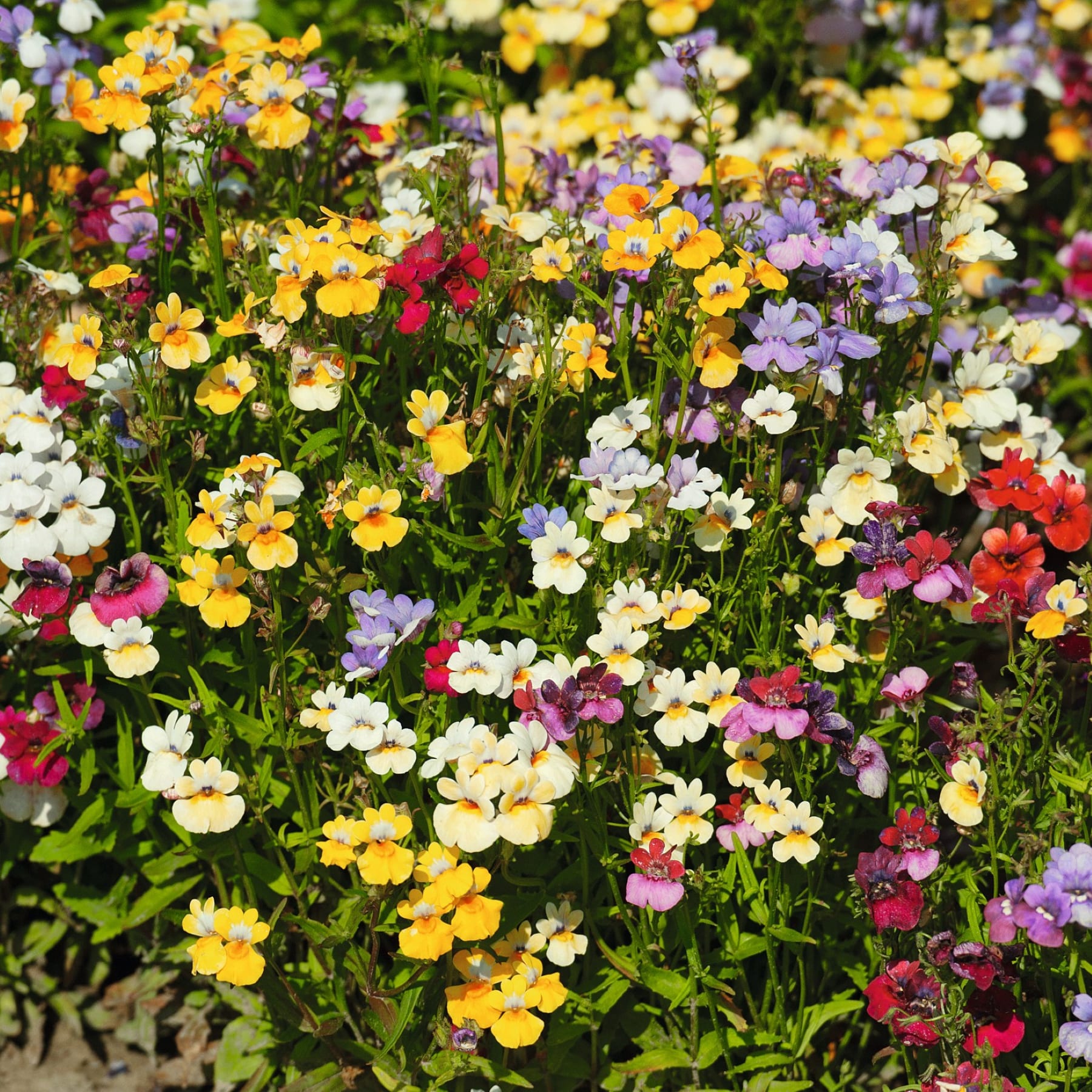 Ein lebendiger und farbenfroher Garten voller blühender Blumen, darunter gelbe, weiße und violette Primeln, die eine üppige und optisch beeindruckende Szene schaffen.