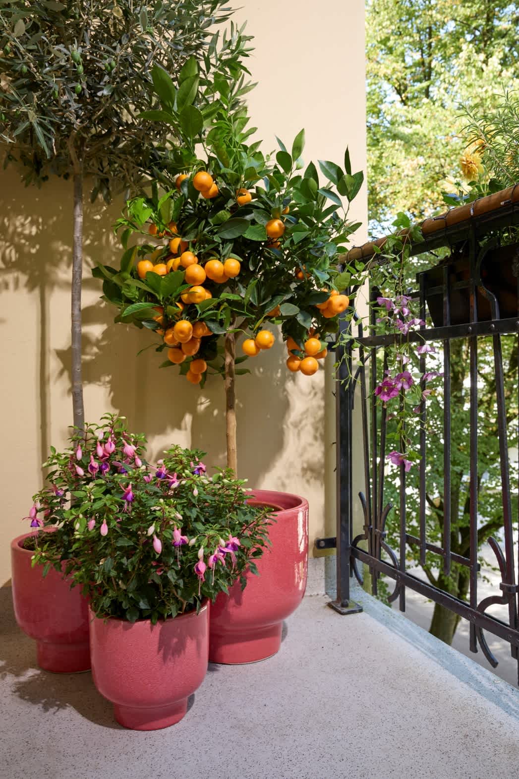 Ein Balkon oder eine Terrasse mit einem kleinen Zitrusbaum, der reife orangefarbene Früchte trägt, umgeben von bunten Topfblumen und einem Metallgeländer im Hintergrund.