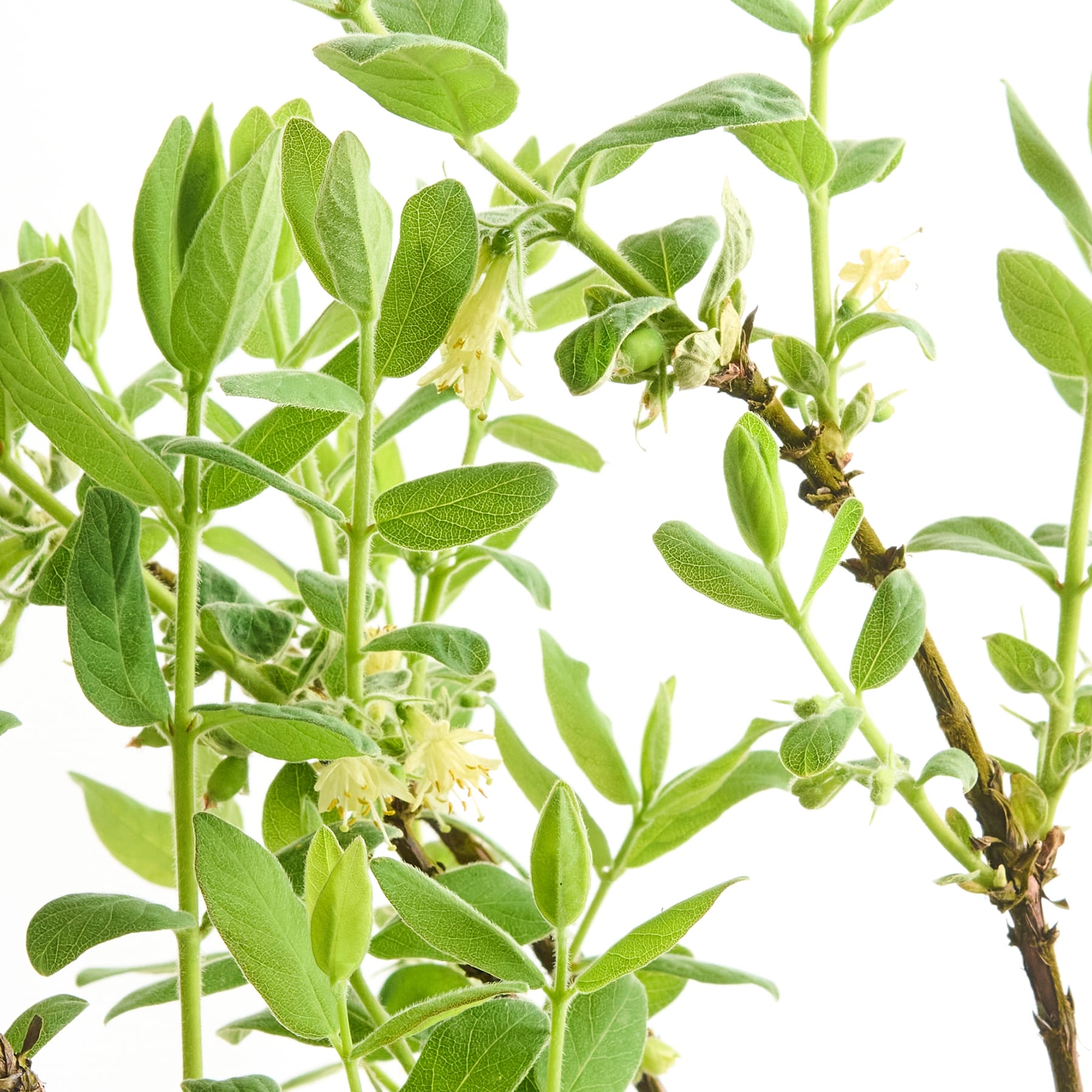Das Bild zeigt eine Nahaufnahme einer üppigen, grünen Pflanze mit zahlreichen Blättern und kleinen, weißen Blüten, die aus den Stängeln wachsen.