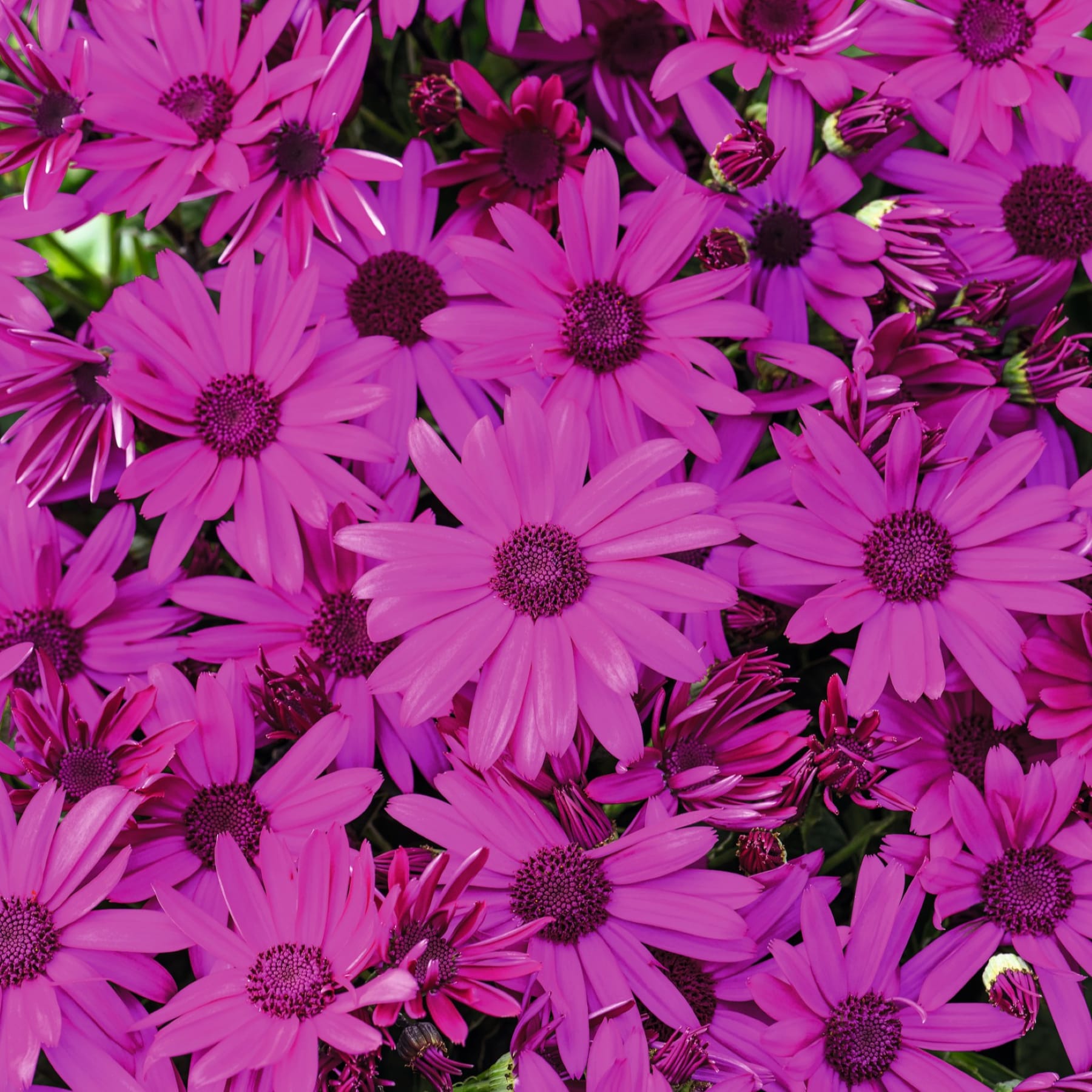 Ein leuchtendes Feld üppiger, rosafarbener, gänseblümchenartiger Blumen füllt den Rahmen und schafft eine fesselnde und optisch beeindruckende Szene.