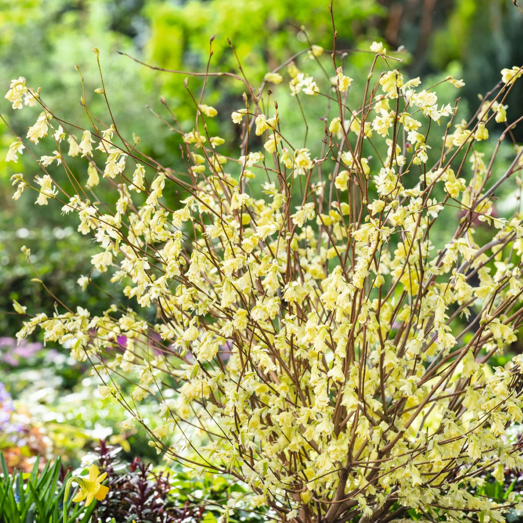 Ein üppiger, grüner Garten voller leuchtender, zarter gelber Blüten, die auf schlanken Zweigen vor einer grünen Kulisse blühen.