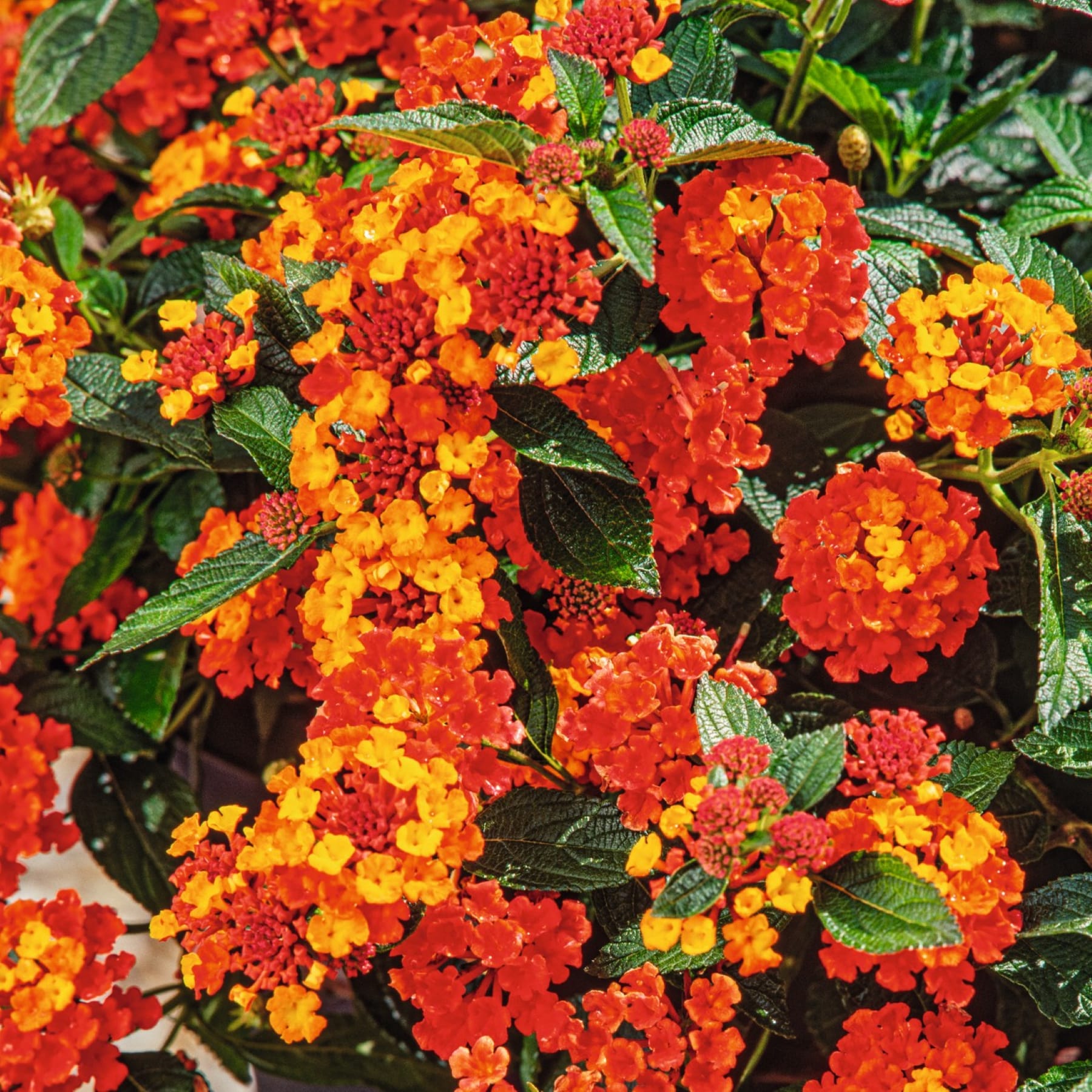 Leuchtend rote und orangefarbene Blumen mit grünen Blättern füllen den Rahmen und sorgen für ein üppiges und farbenfrohes Bild.