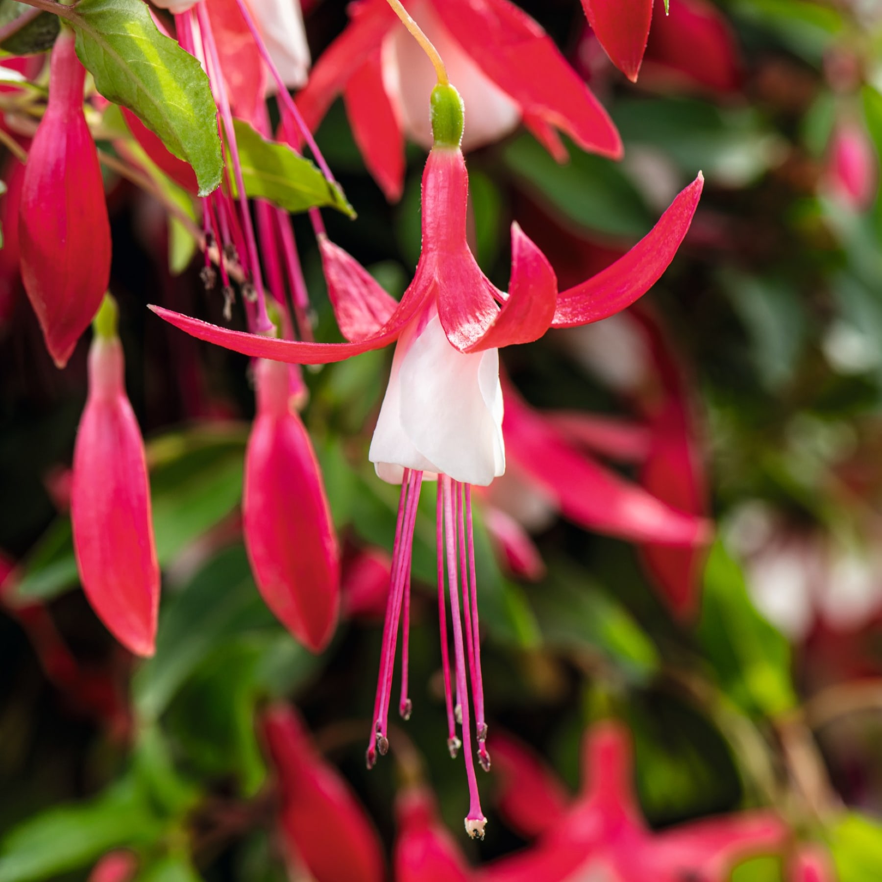 Das Bild zeigt eine Ansammlung leuchtender, fuchsiafarbener Fuchsienblüten mit zarten, glockenförmigen Blütenblättern und langen, schlanken Staubblättern vor dem Hintergrund üppiger, grüner Blätter.