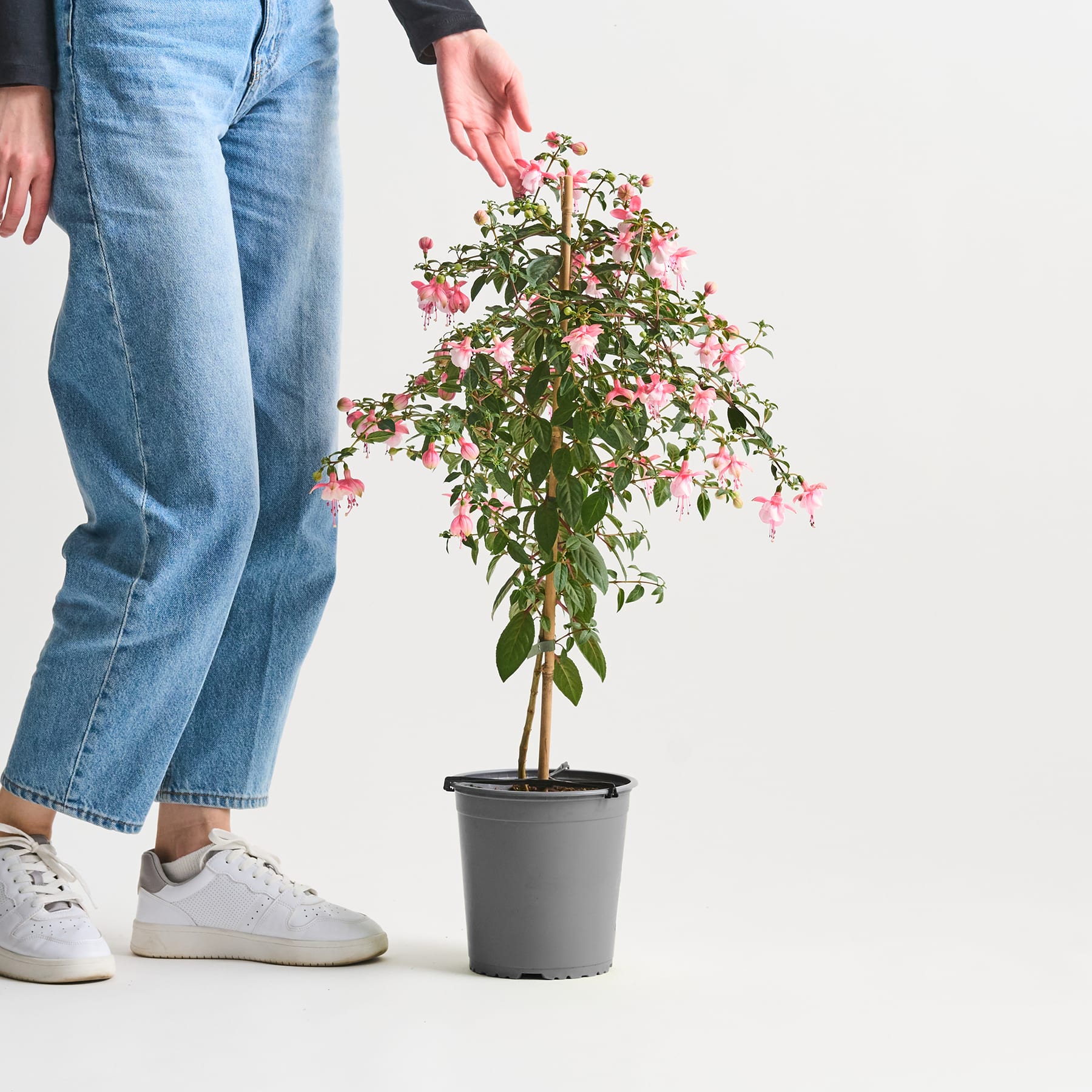 Im Vordergrund steht eine Topfpflanze mit leuchtend rosa und weißen Blüten, während im Hintergrund die Beine und Füße einer Person in Freizeitkleidung zu sehen sind.