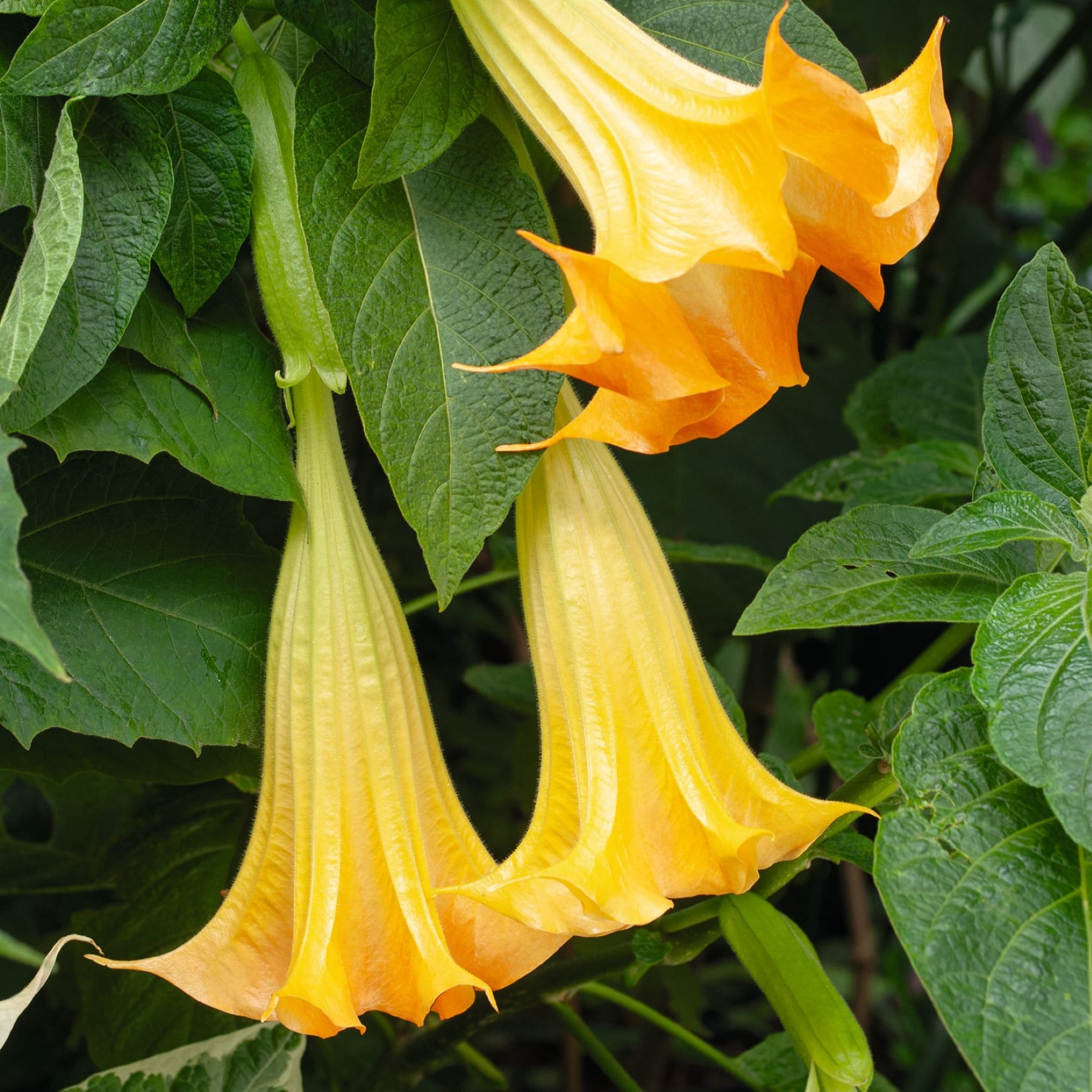 Eine leuchtend gelbe, trompetenförmige Blüte mit zarten Blütenblättern erhebt sich vor einem üppigen grünen Laubhintergrund.