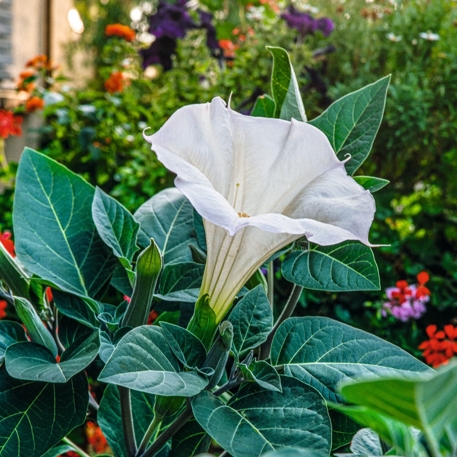 Eine große, weiße, trompetenförmige Blume mit grünen Blättern steht prominent im Vordergrund, umgeben von einem lebendigen Garten mit bunten Blumen und Blättern im Hintergrund.