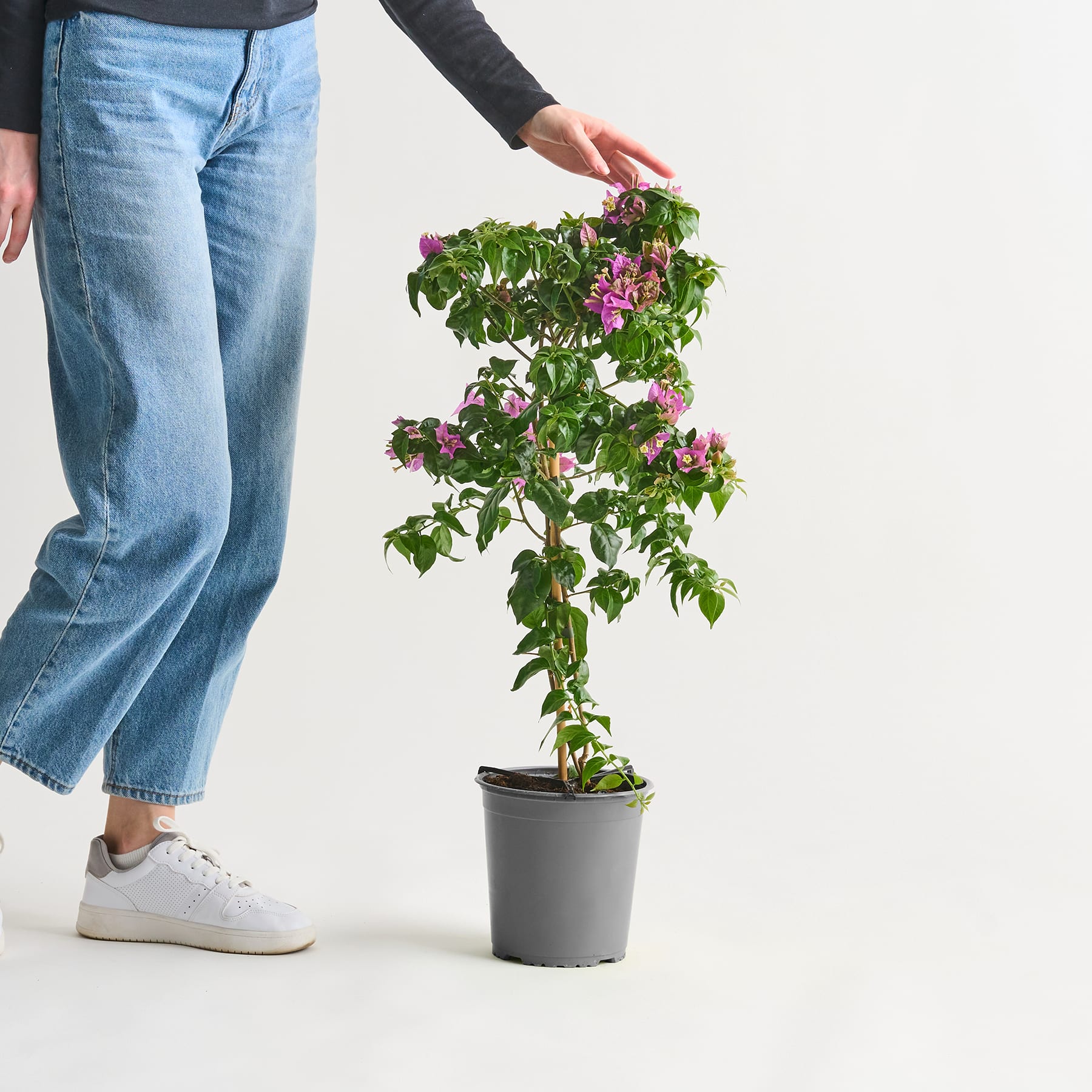 Die Hand einer Person hält eine Topfpflanze mit leuchtend rosa Blüten vor einem schlichten weißen Hintergrund.