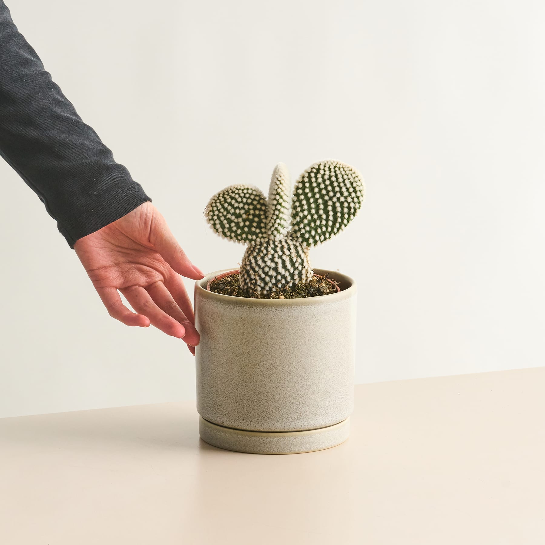 Eine Hand streckt sich aus, um eine Topfkaktuspflanze vor einem schlichten weißen Hintergrund zu berühren.