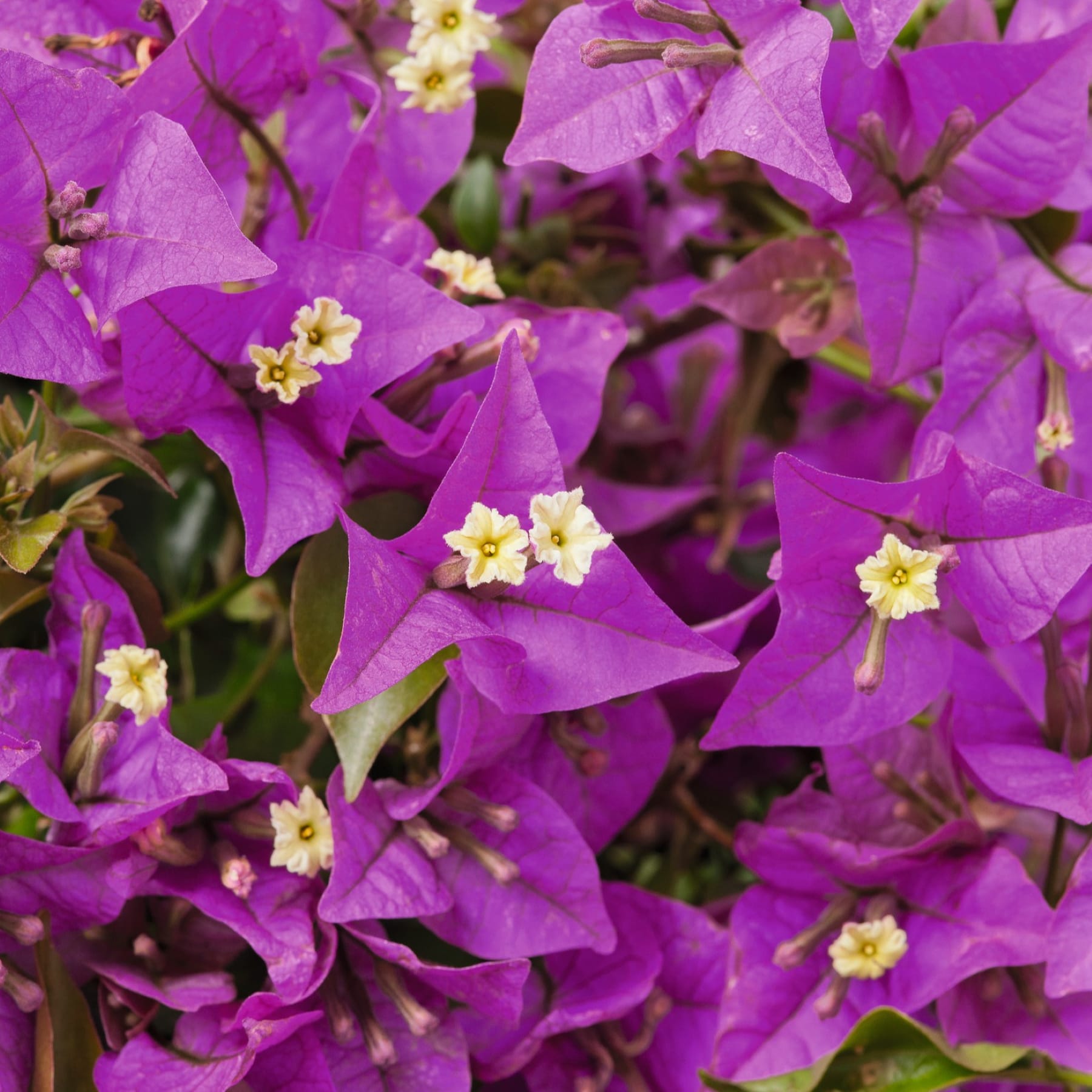 Kräftig violette Bougainvillea-Blüten mit zarten gelben Zentren blühen inmitten üppiger grüner Blätter und schaffen eine optisch beeindruckende und farbenfrohe Naturszene.