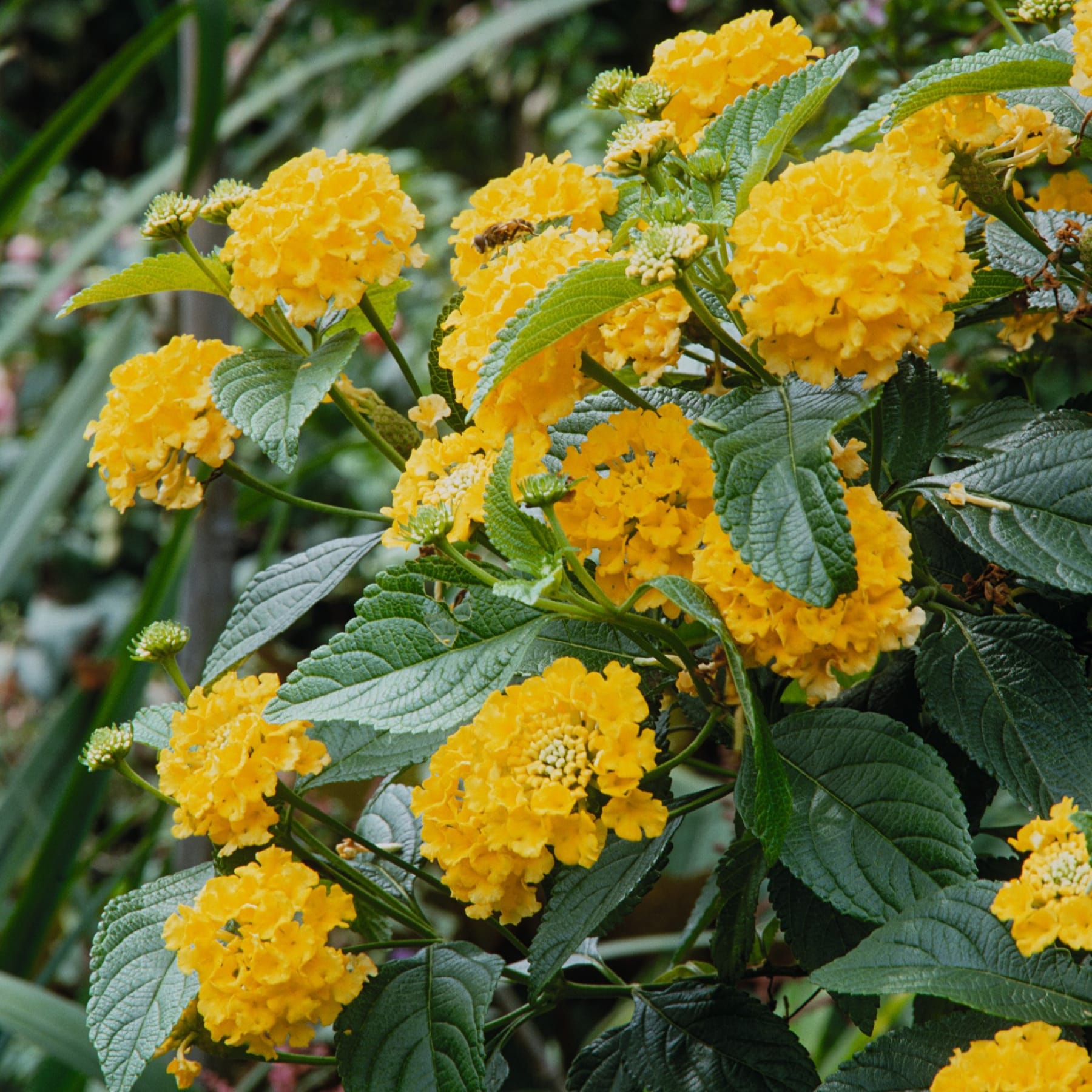 Leuchtend gelbe Ringelblumen in voller Blüte, umgeben von üppigem grünem Laub, schaffen eine bezaubernde Naturszene.