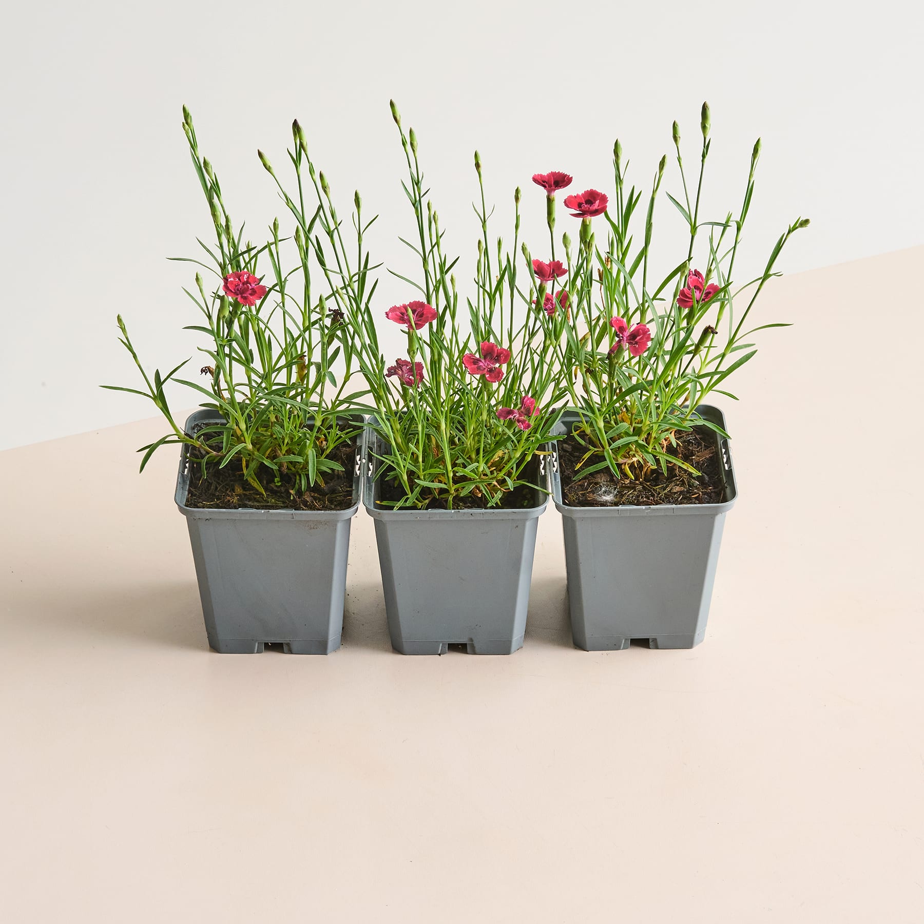 Drei kleine Topfpflanzen mit grünem Laub und roten Blüten stehen auf einer hellen Oberfläche.
