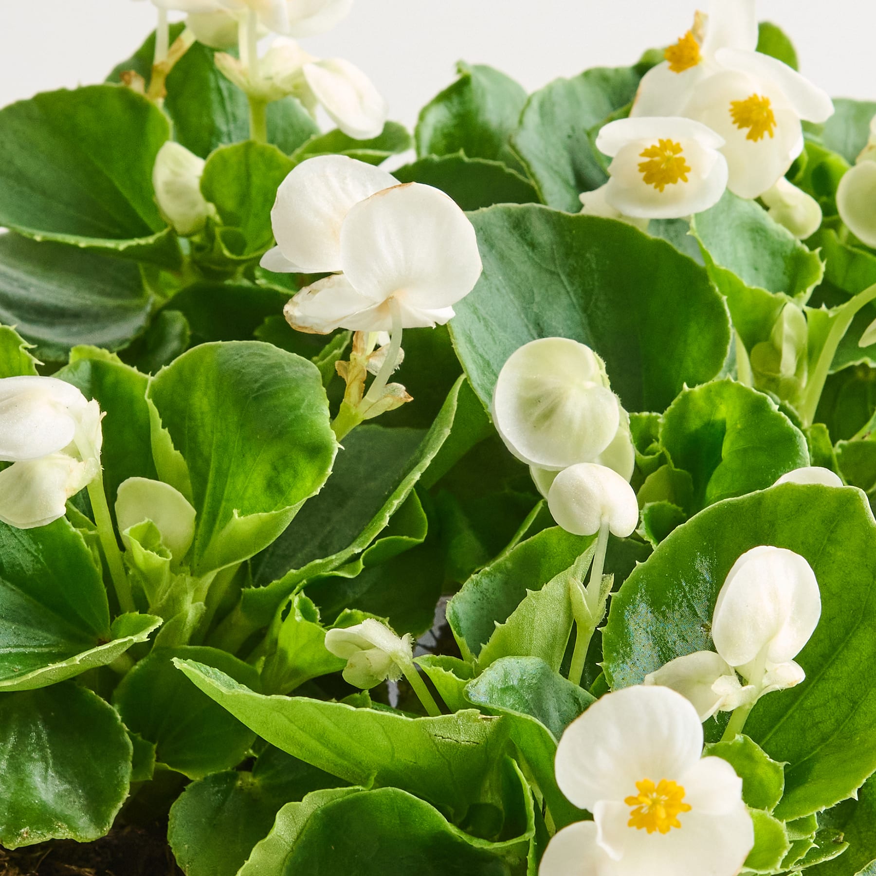 Das Bild zeigt üppiges, grünes Laub mit zarten weißen Blüten, die zwischen den Blättern blühen und eine ruhige und natürliche Komposition schaffen.